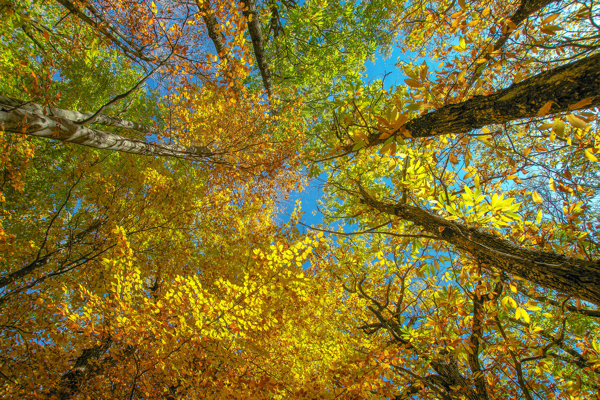 chestnut trees in autumn