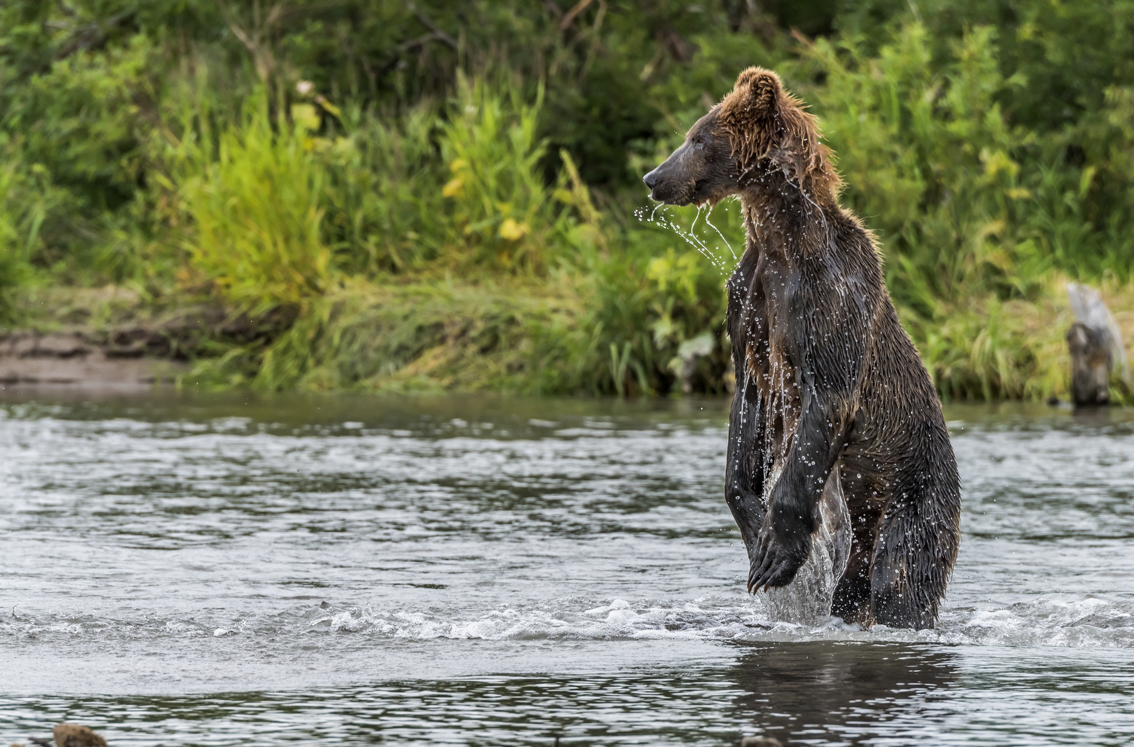 Kamchatka 2016 - Ricerca dall'alto
