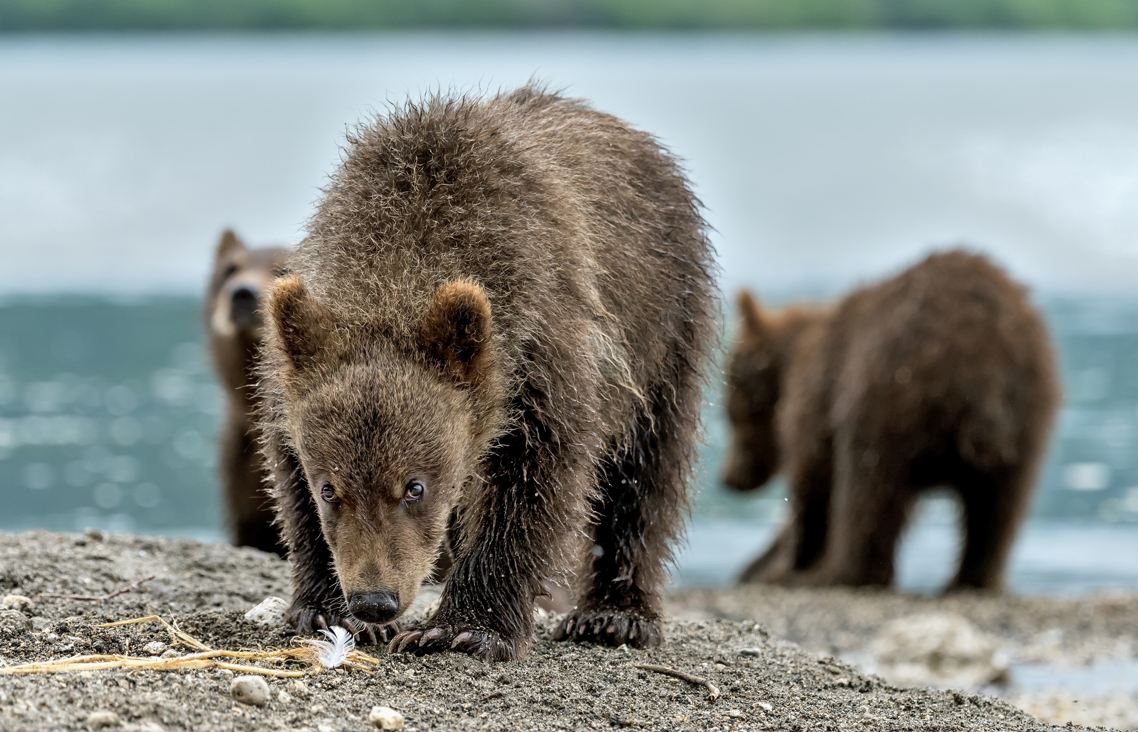 Kamchatka 2016 - ...Troppo vicino...