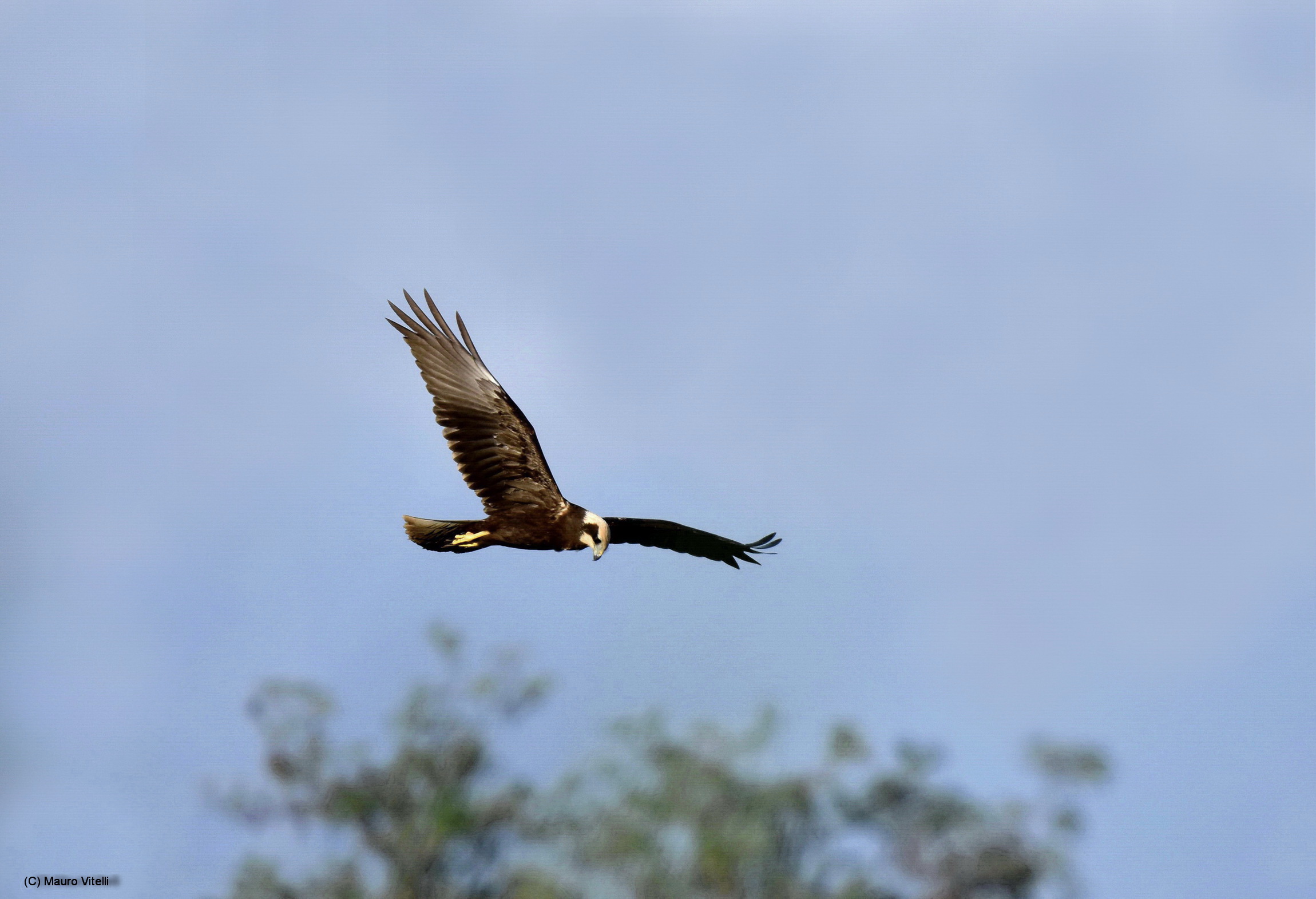 Marsh Harrier (female)