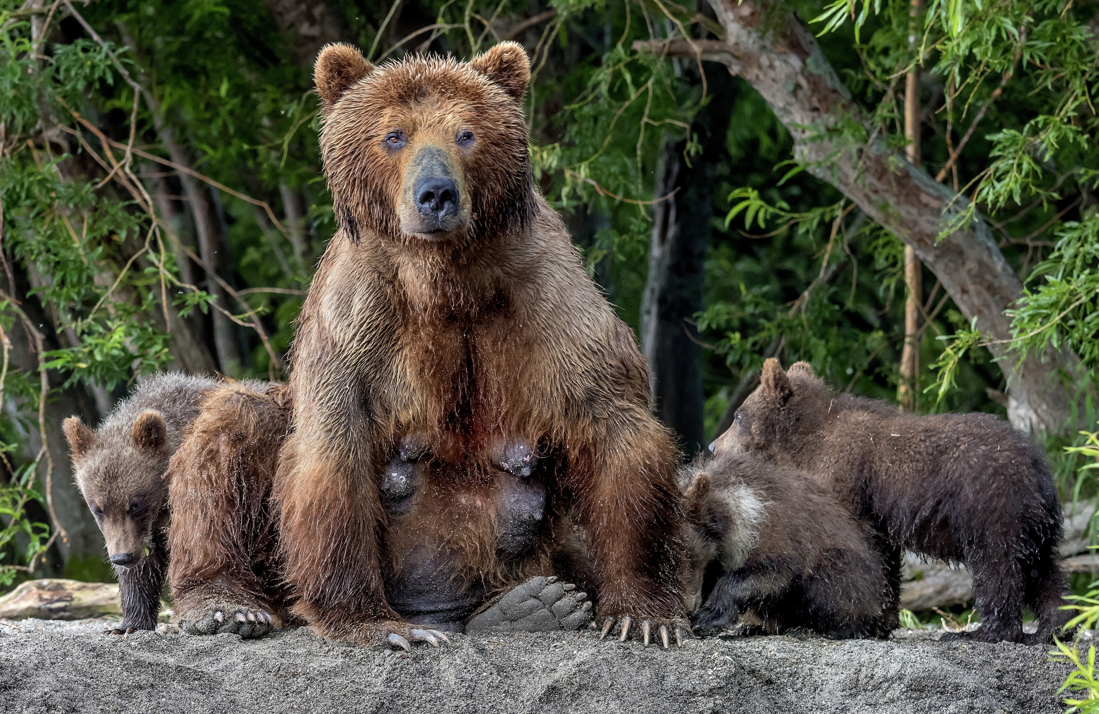 Kamchatka 2016 - Mother and puppies