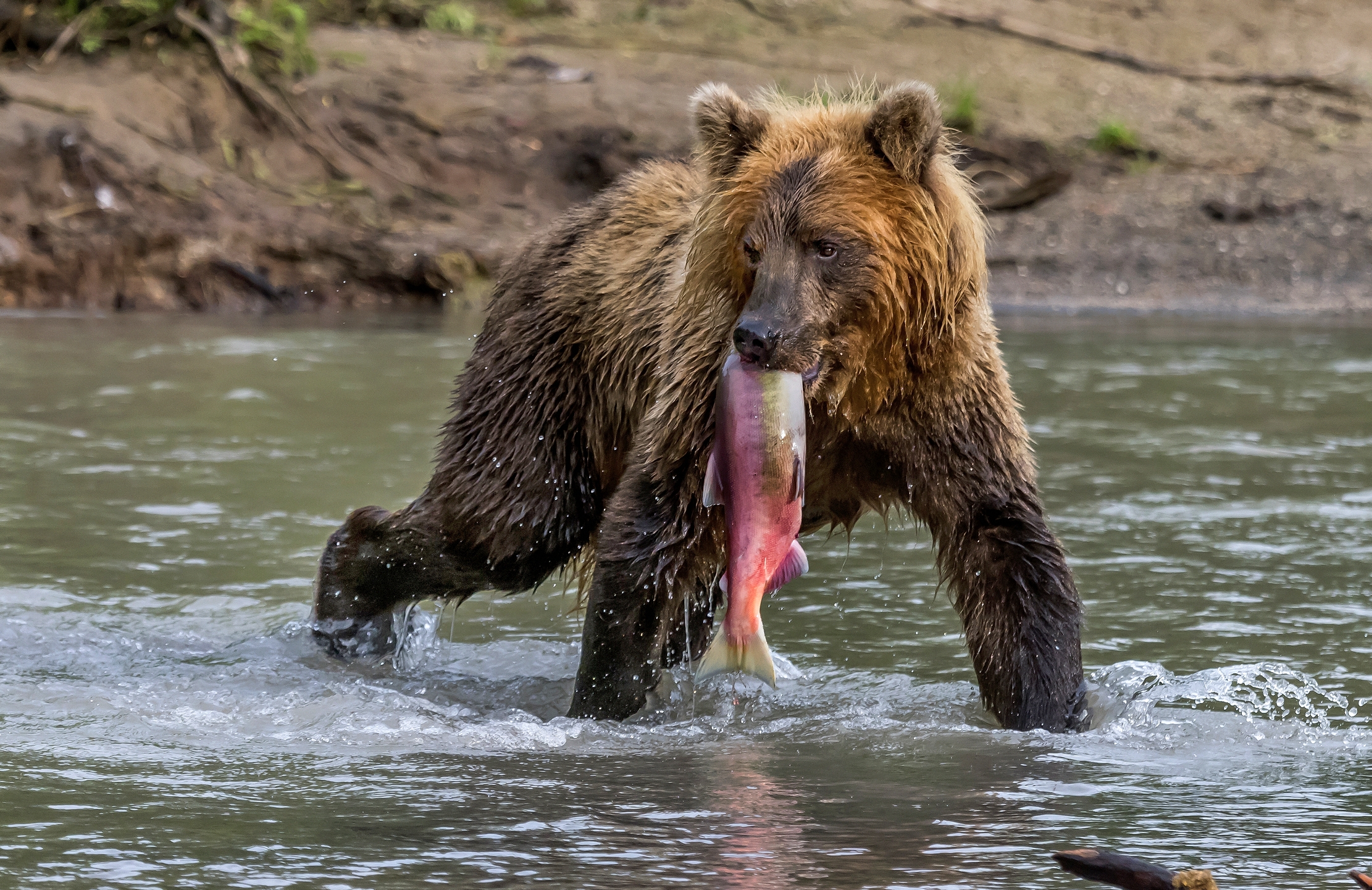 Kamchatka 2016 - Merendina