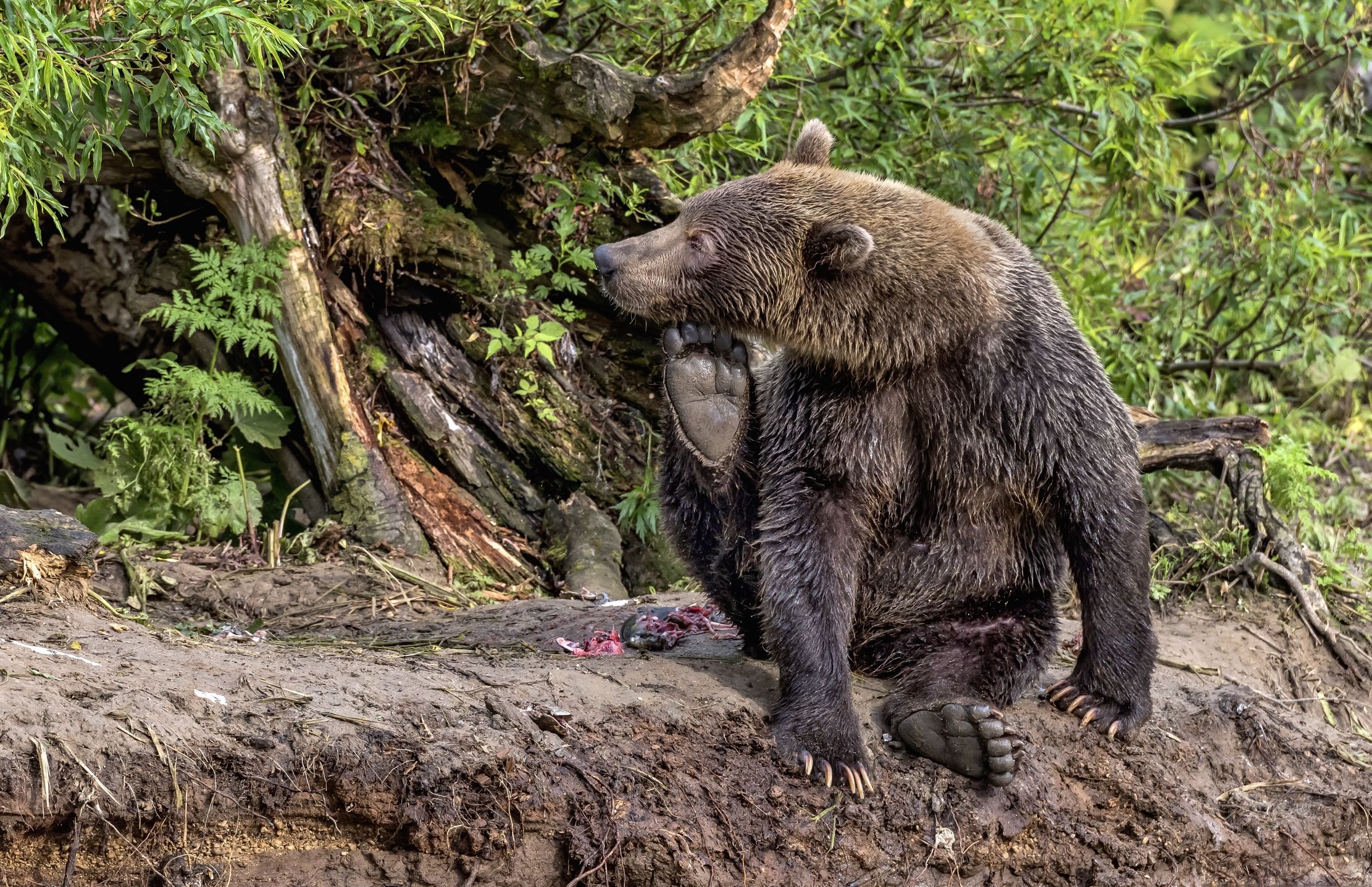 Kamchatka 2016 - Grattatina