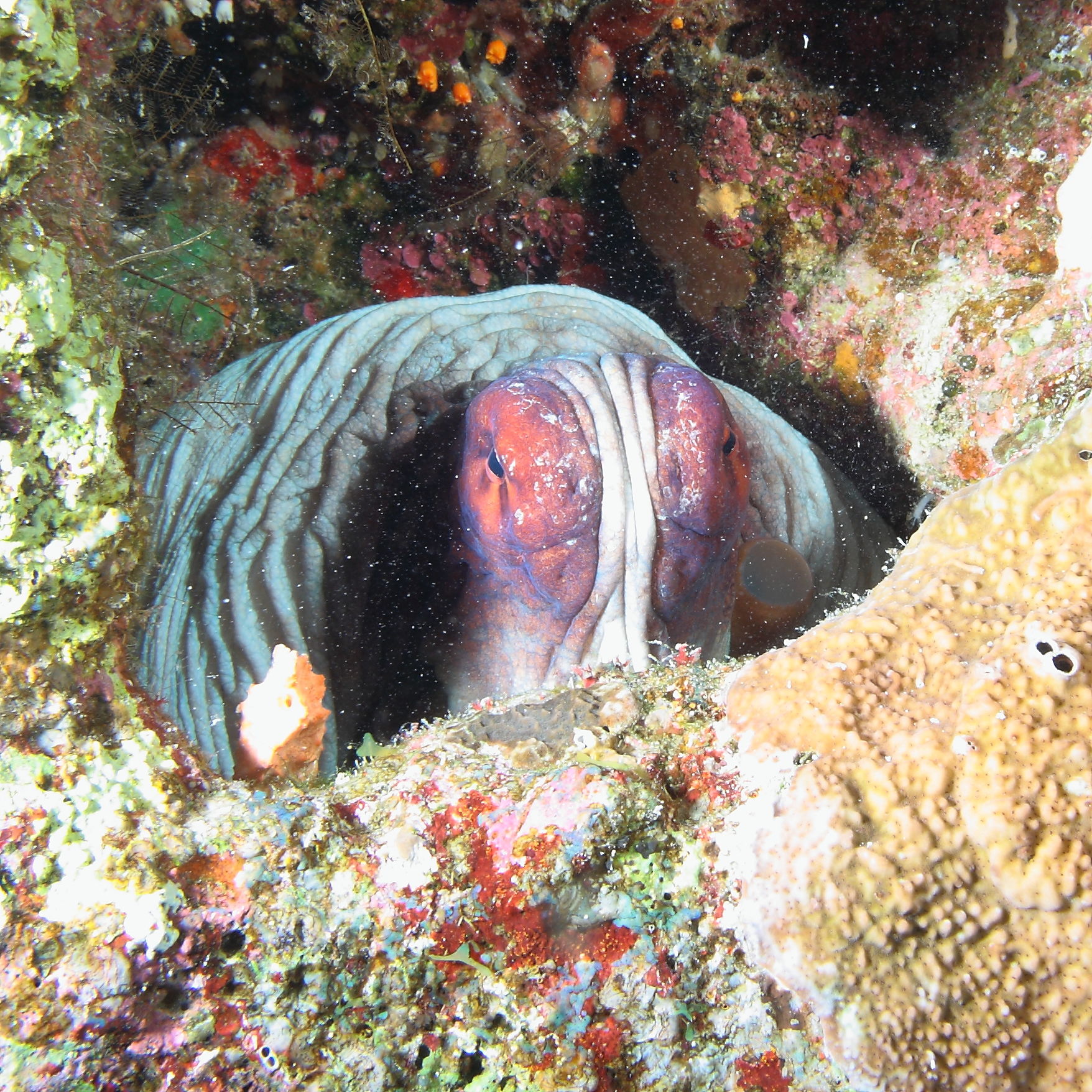 Marietto il folpetto