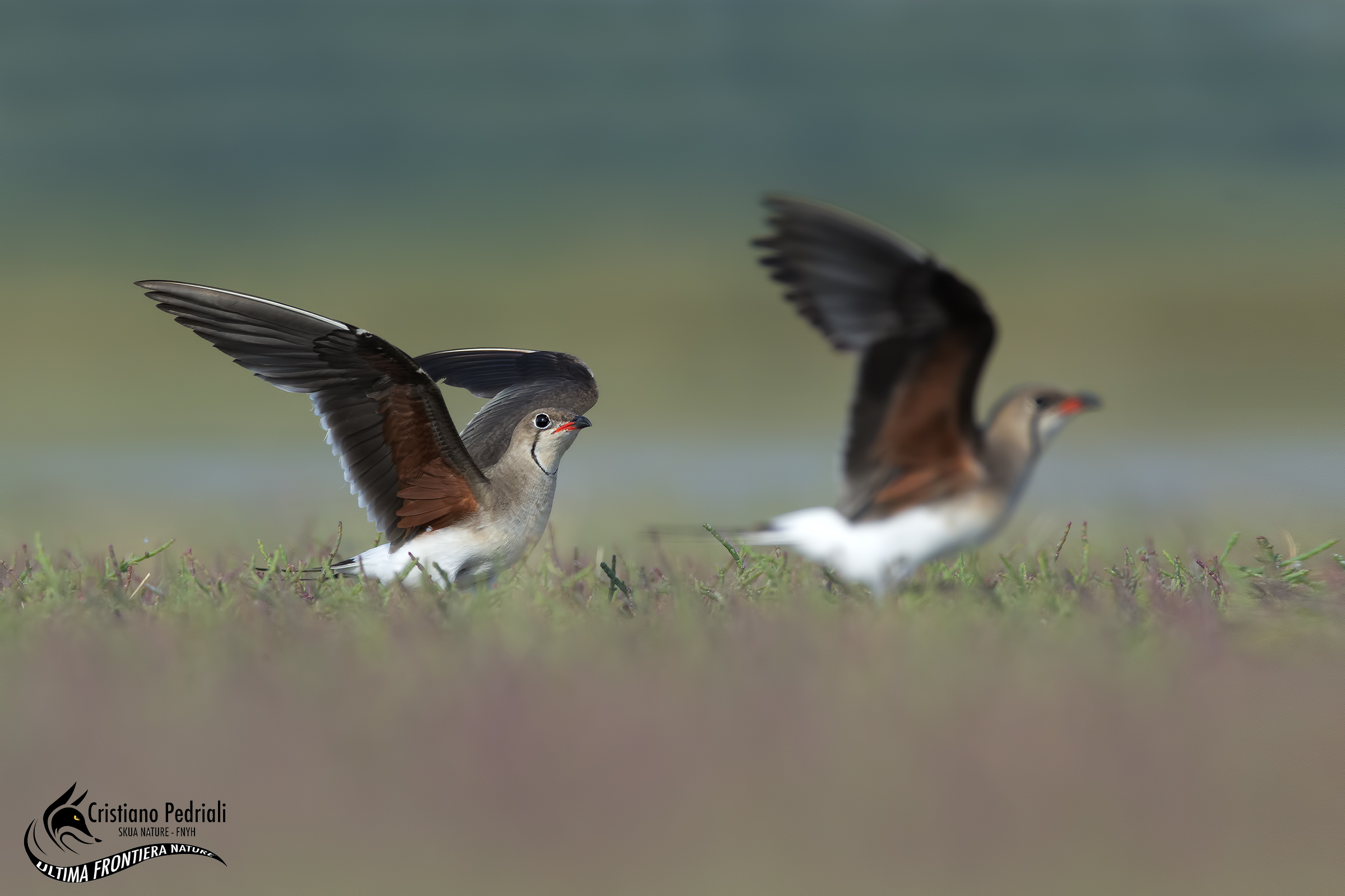 Partridges sea ... synchro