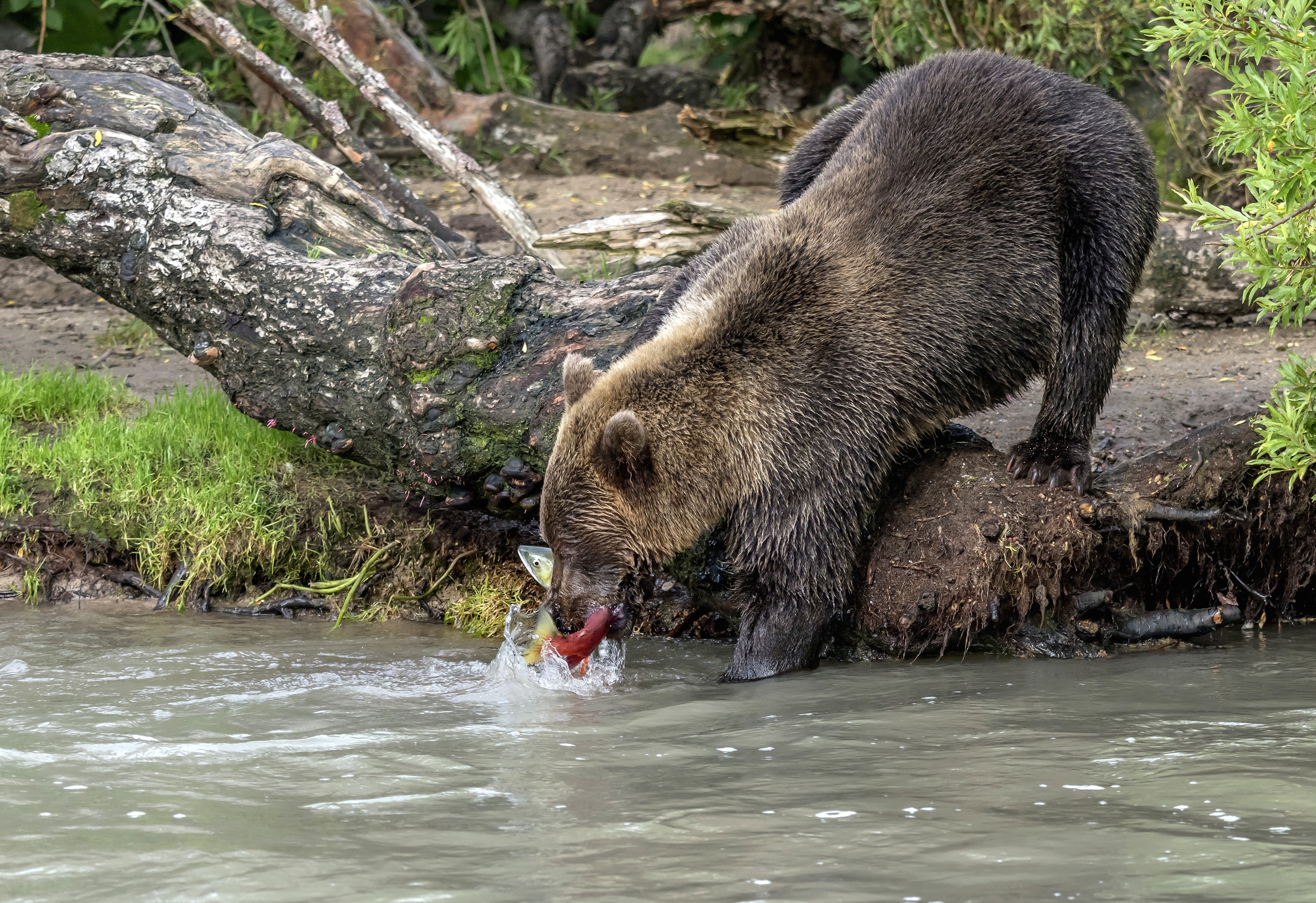 Kamchatka 2016 - Preso