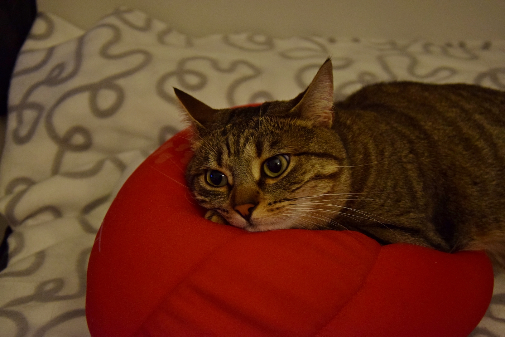 ... Thoughts of cat ...