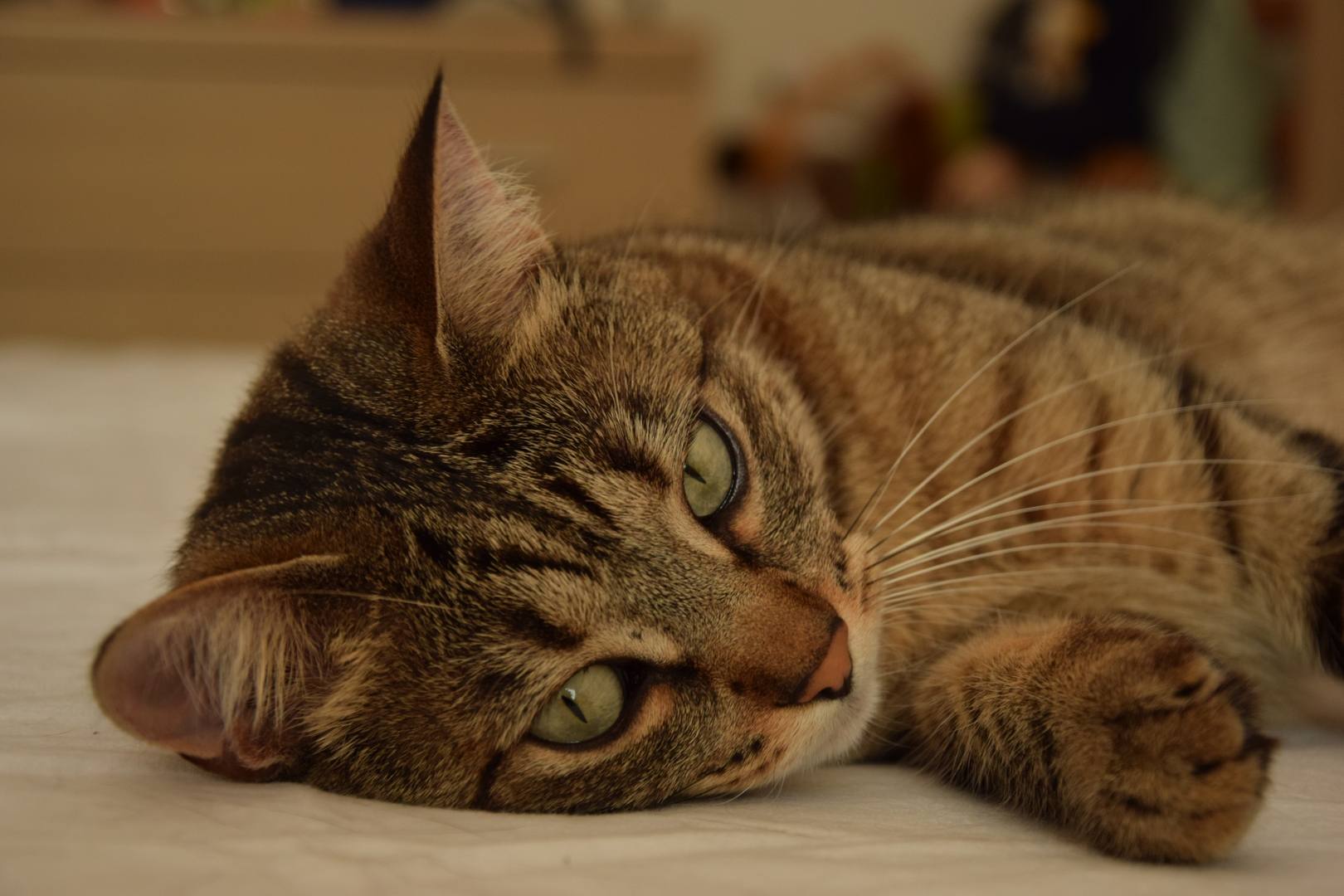 ... Thoughts of cat ...