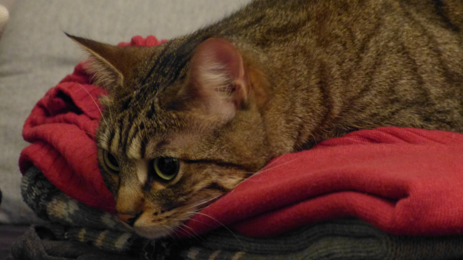 ... Thoughts of cat ...