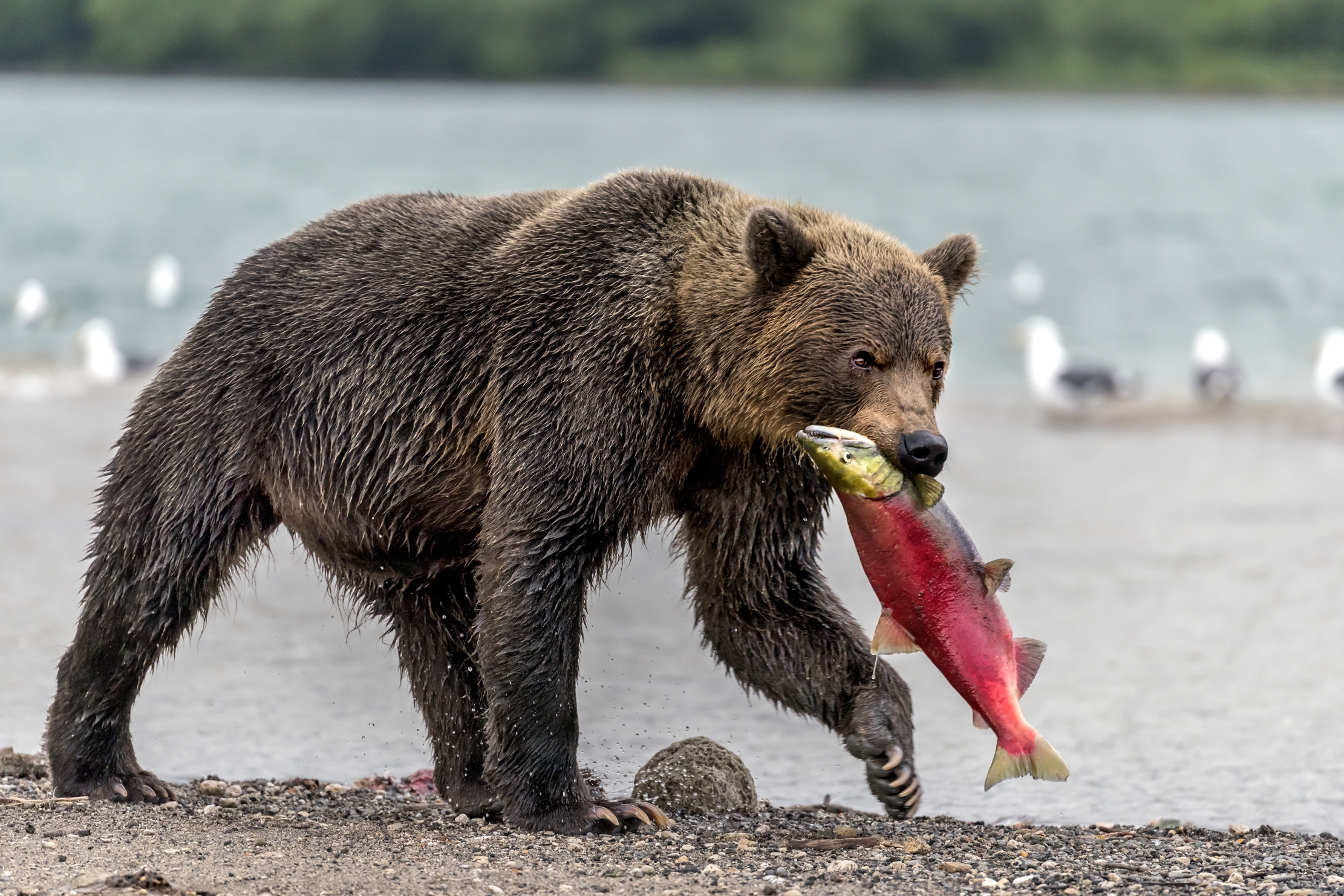 Kamchatka 2016 - Una buona pesca