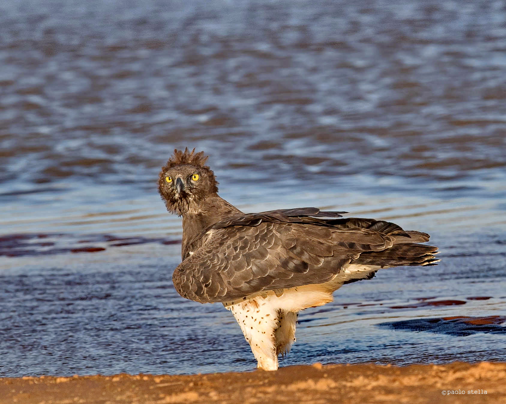 Martial Eagle (Polemaetus bellicosus)