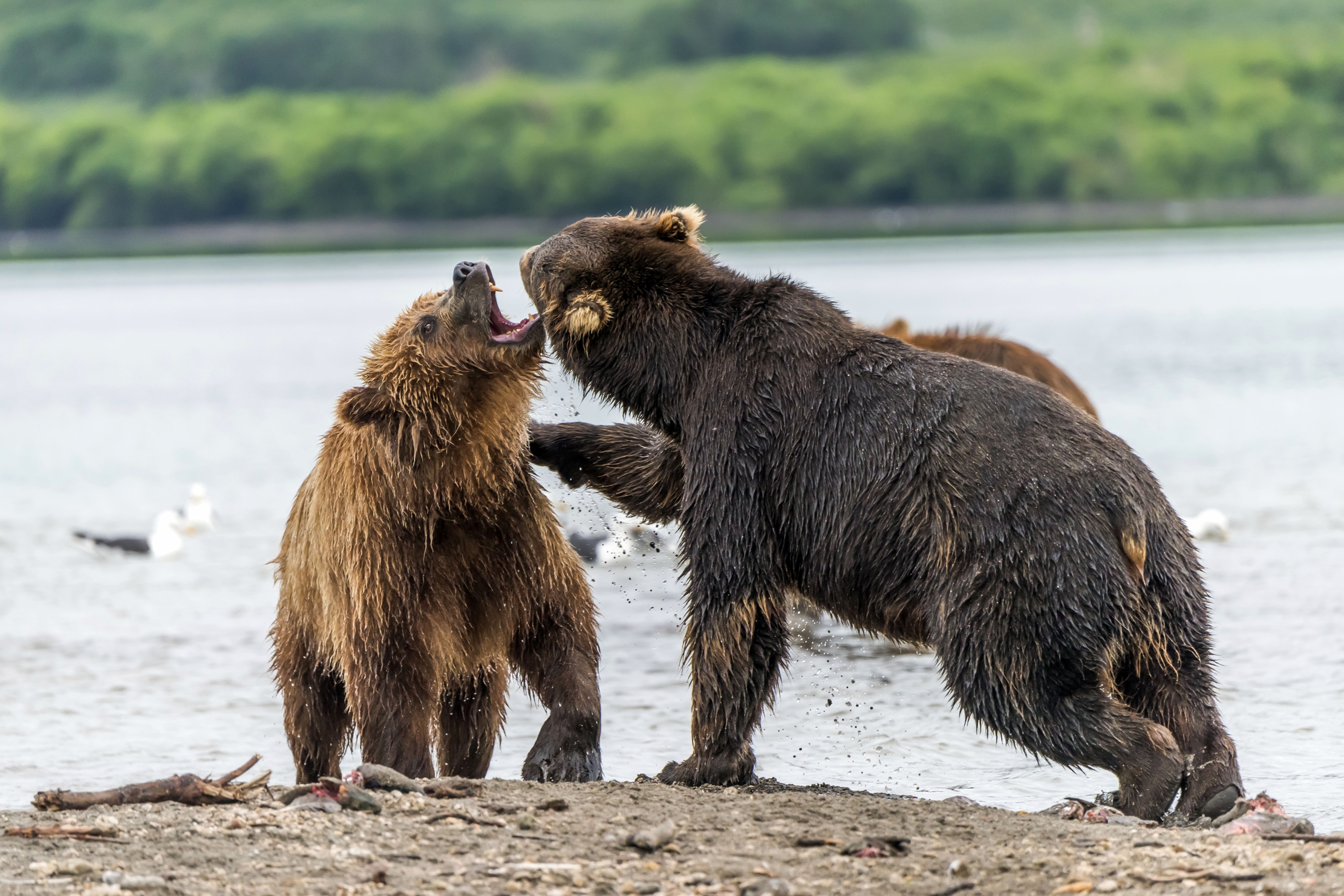 Kamchatka 2016 - Confronti