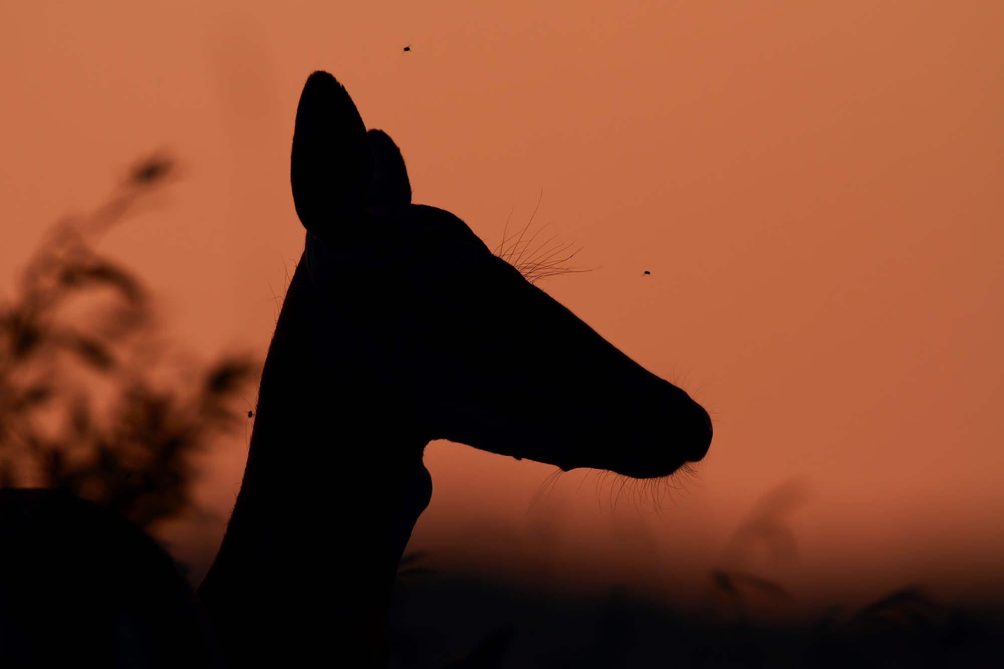 Profile of Fallow deer at sunset