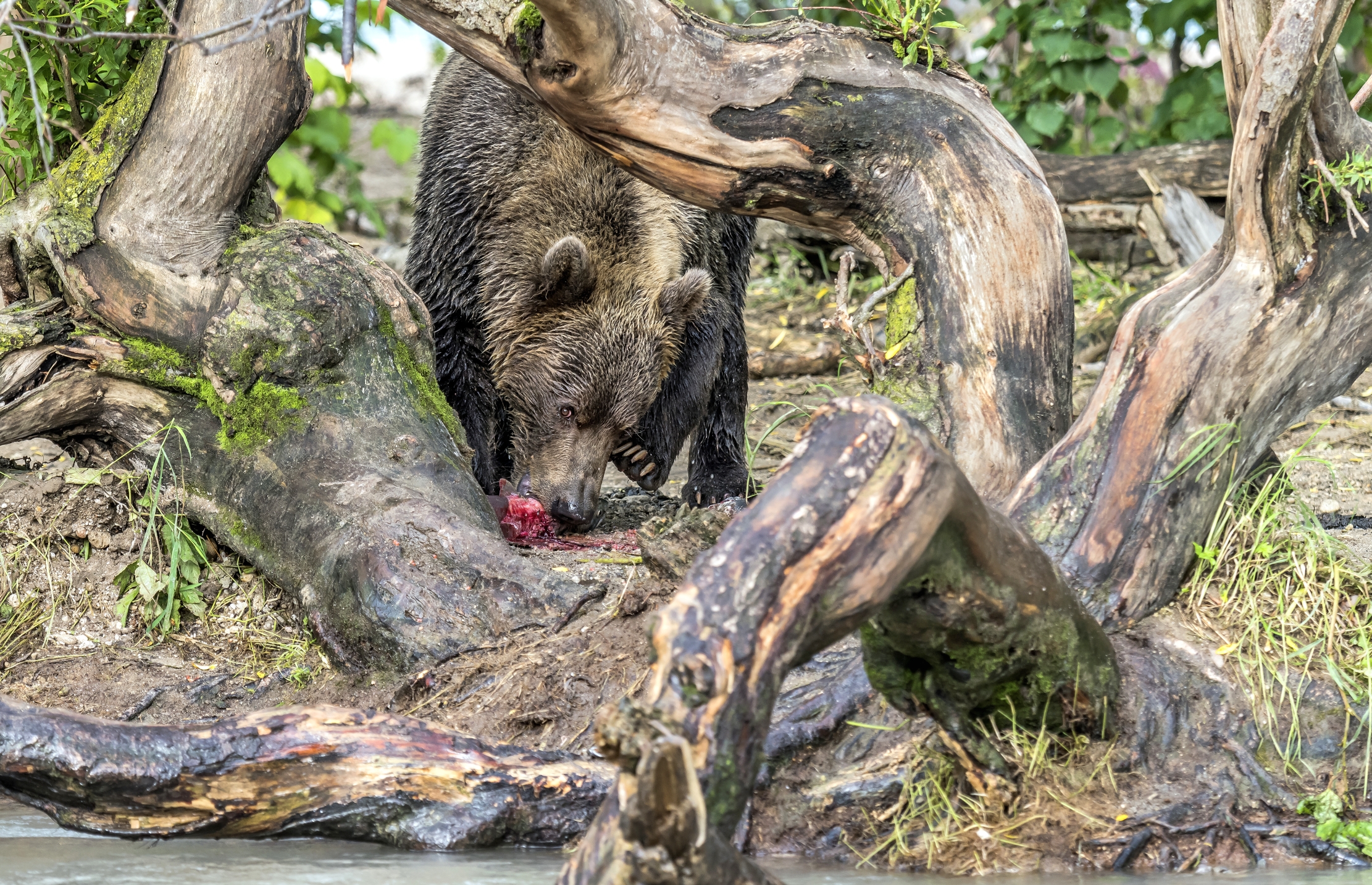 Kamchatka 2016 - Tra i rami