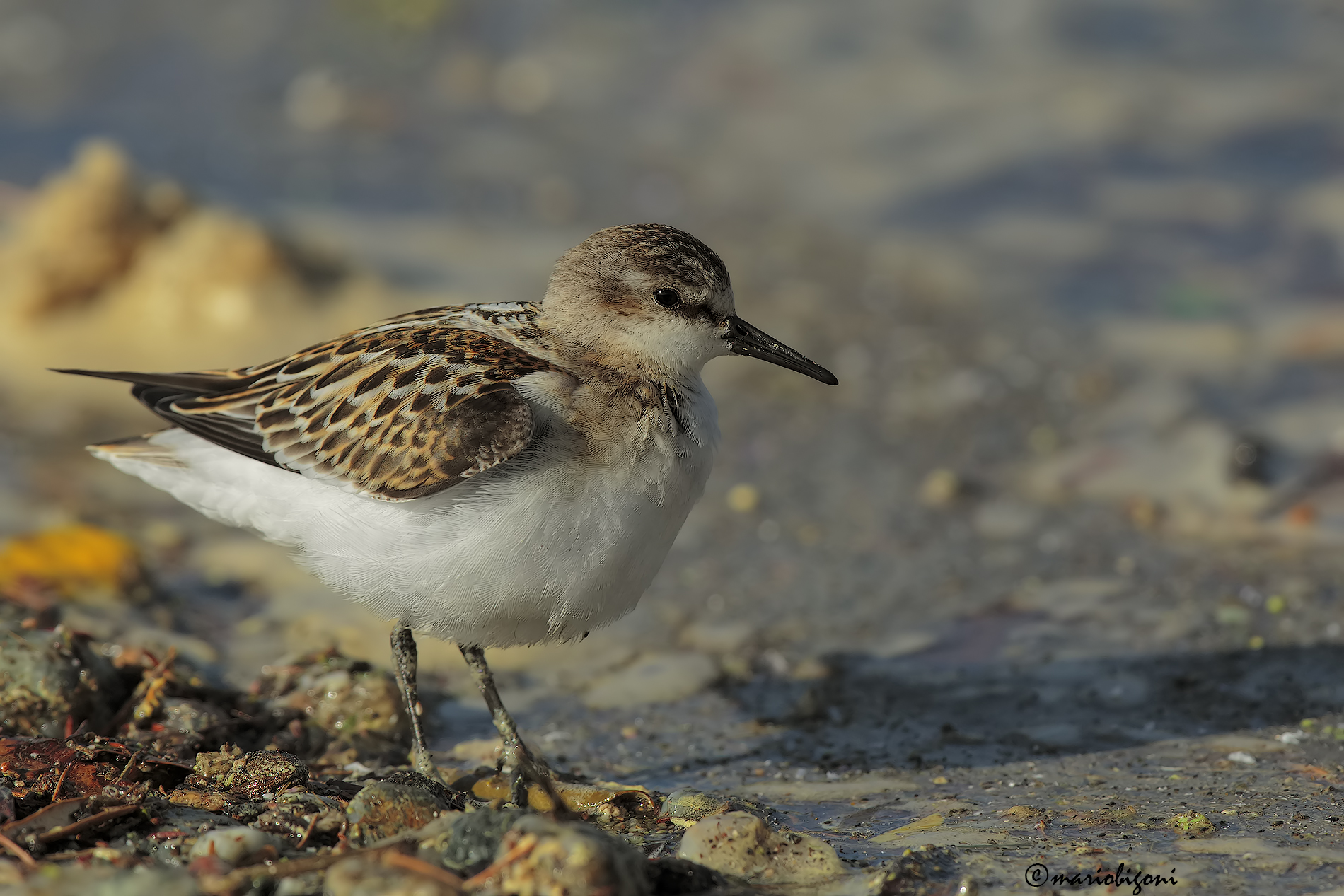sanderling