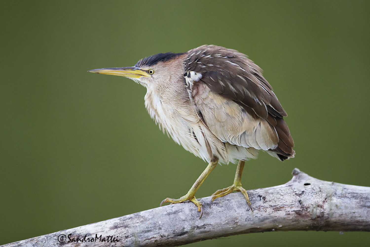 Night Heron (young)