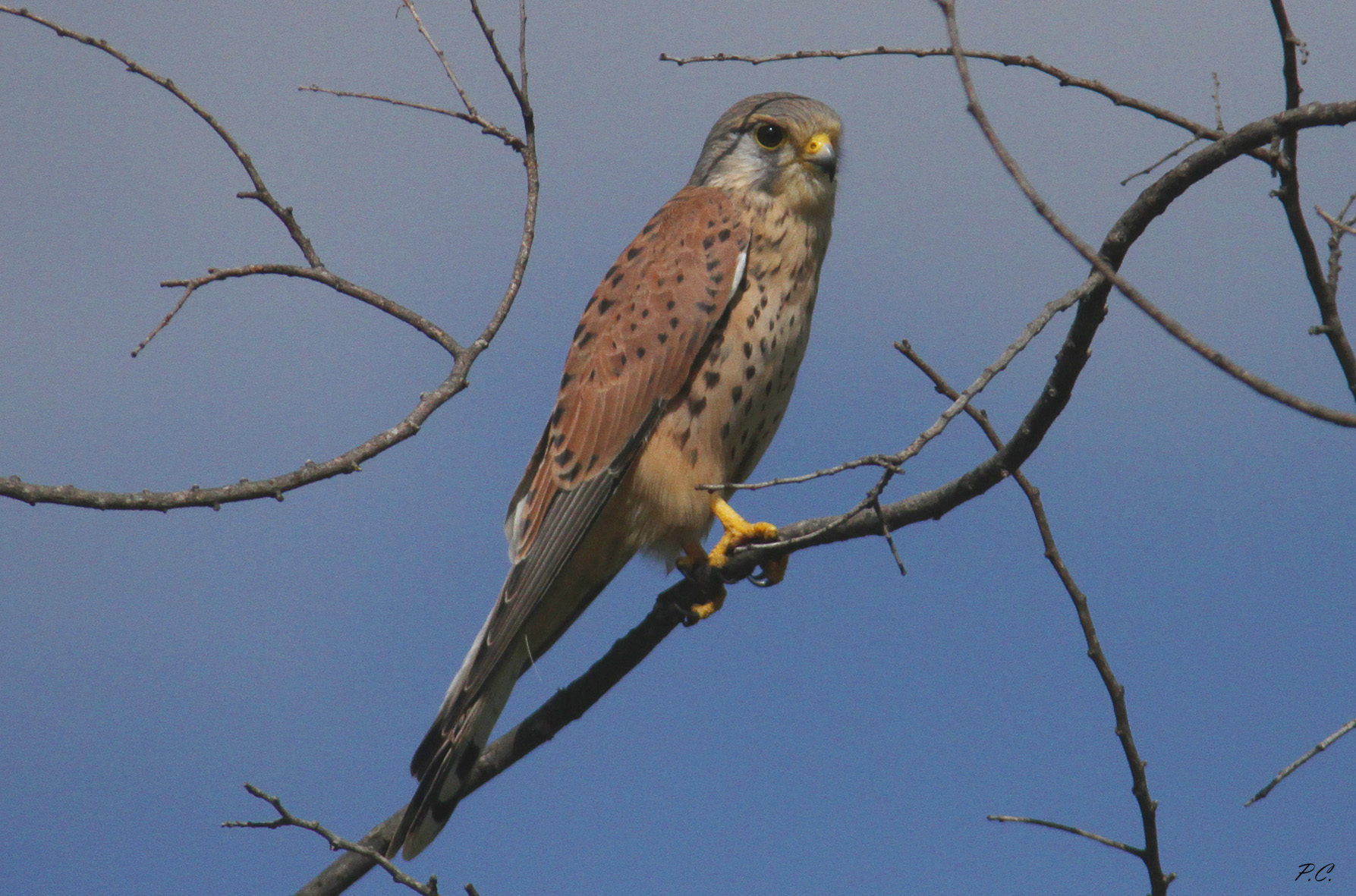 static kestrel