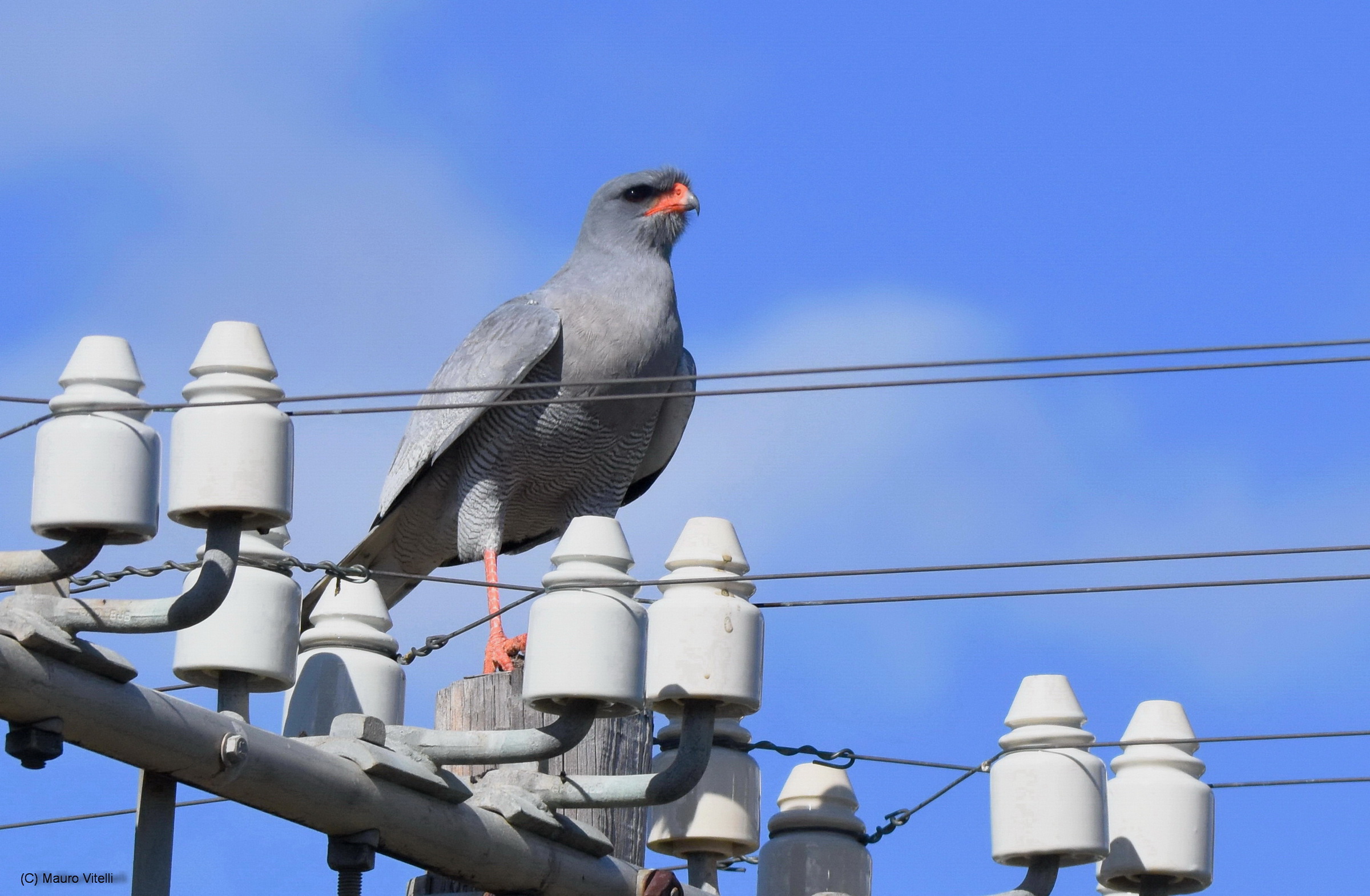 Pale Chanting Goshawk (Melierax canorus)