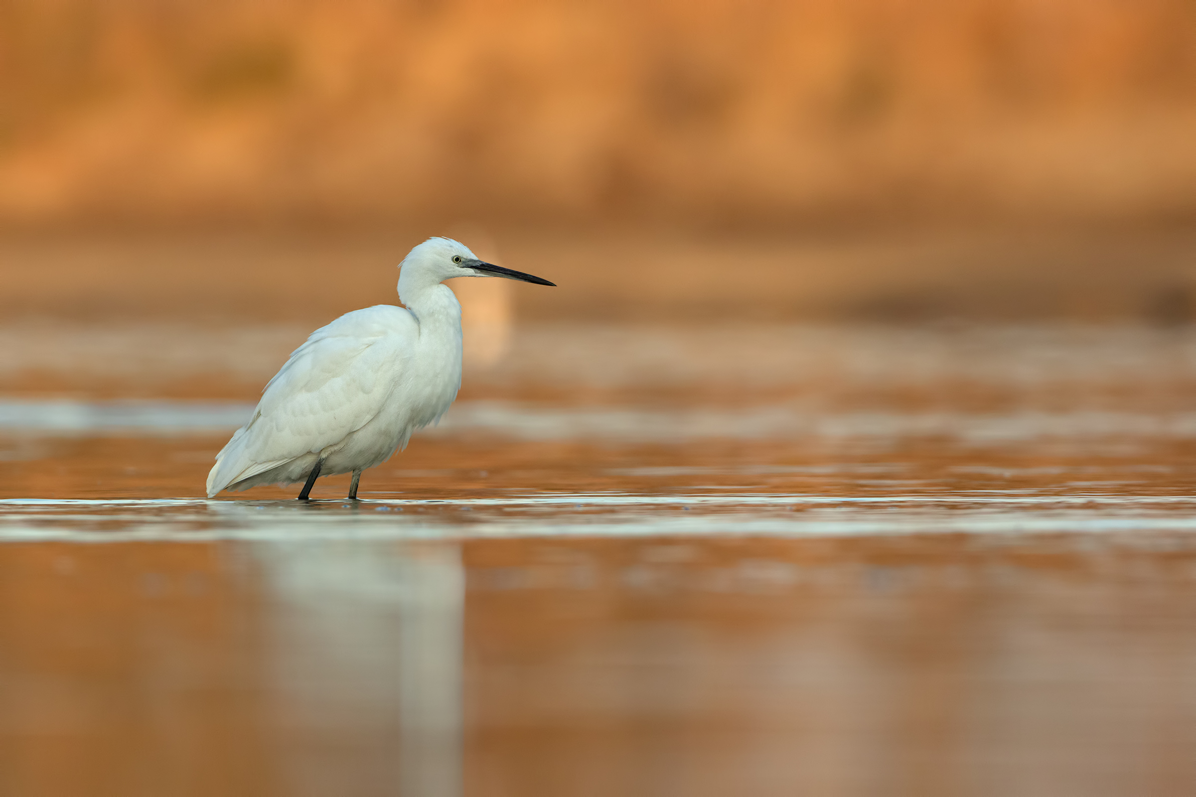 egret