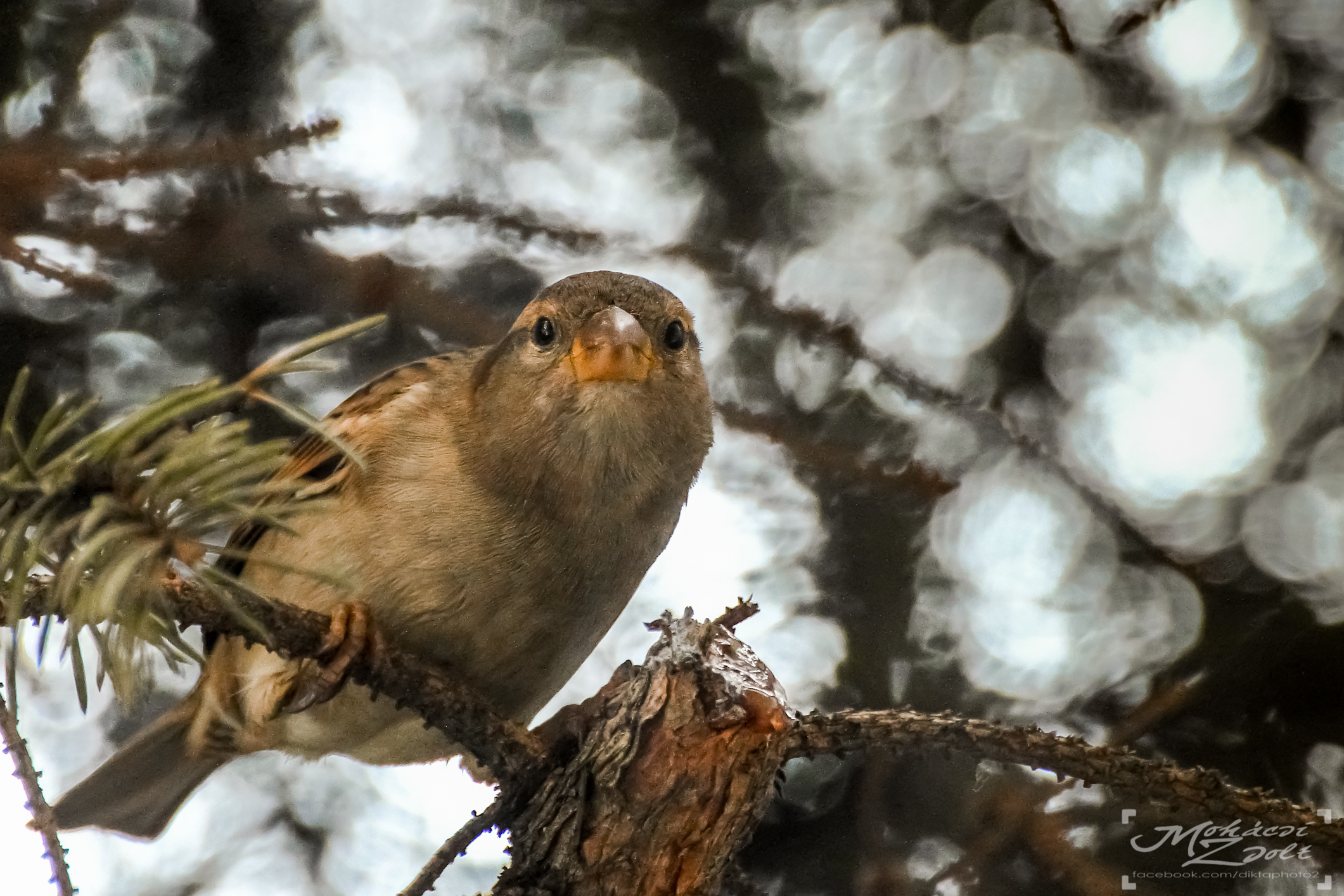 Hát te mit nézel? :)