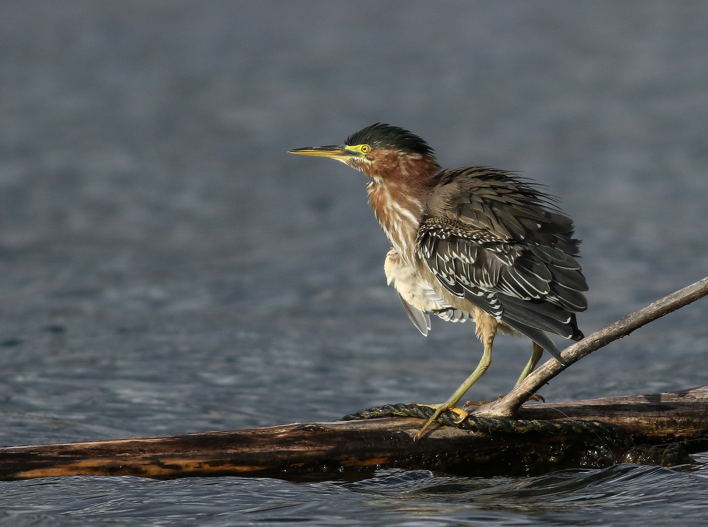RE- organizzazione del Mobile