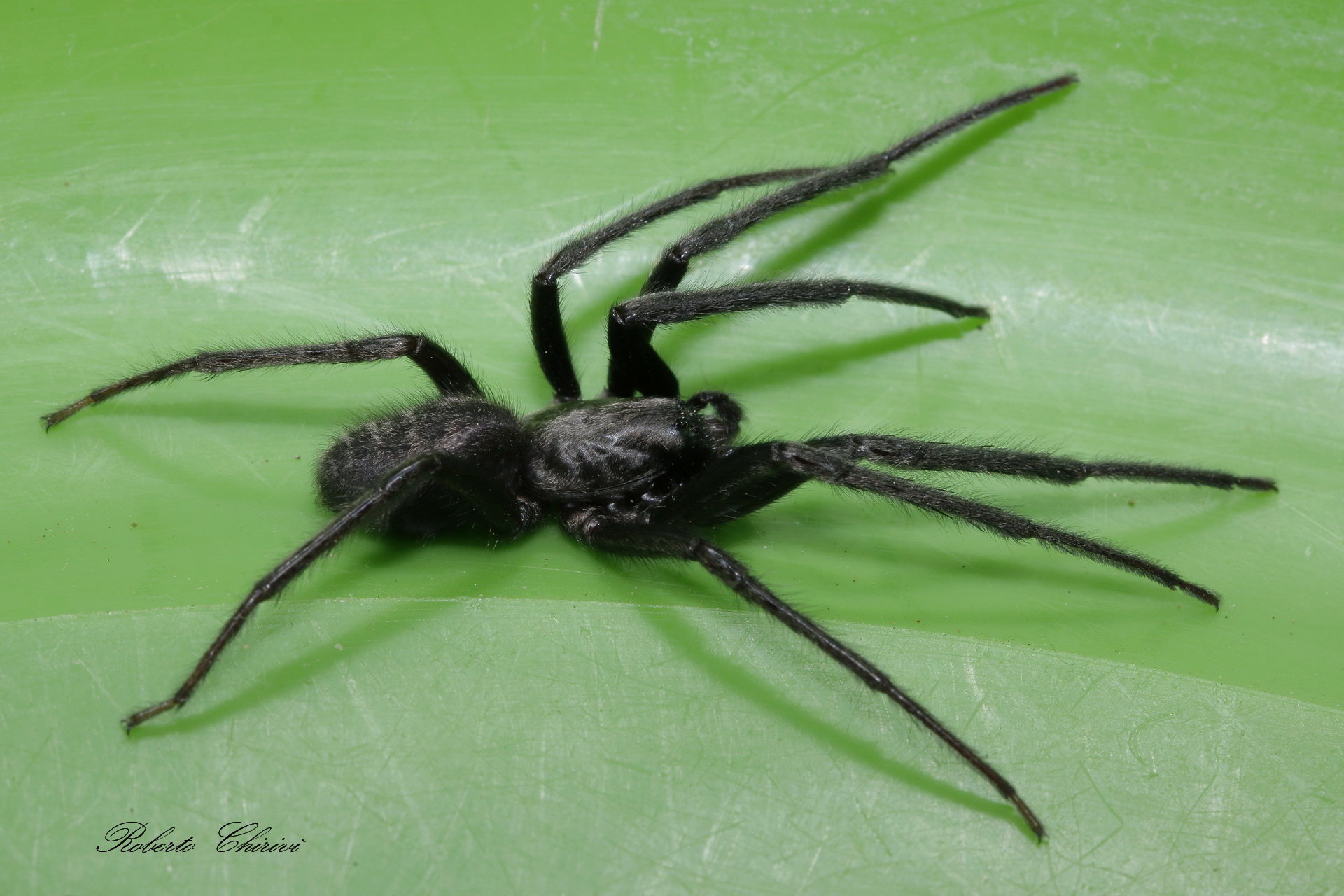 "Segestria Florentina"