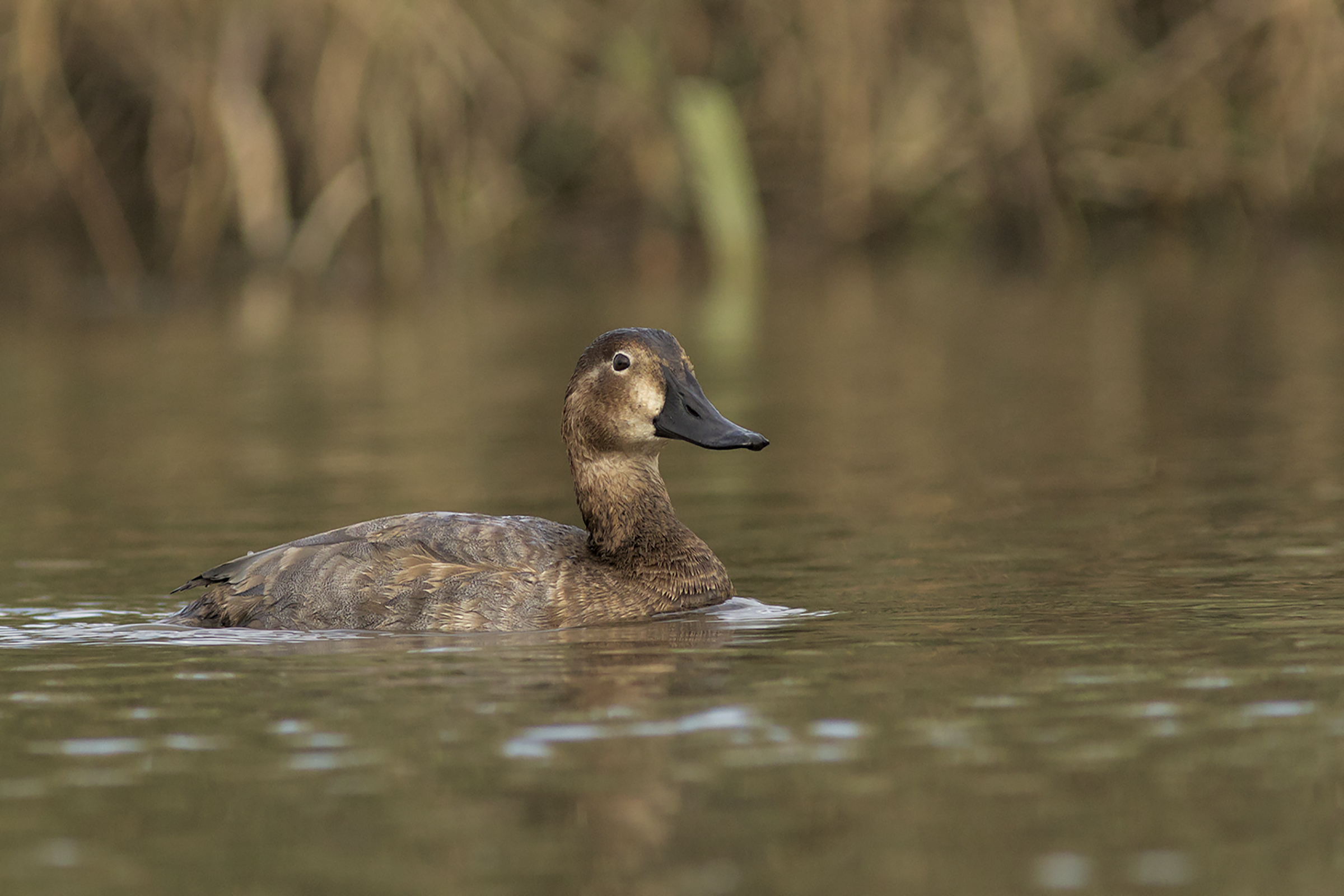 pochard