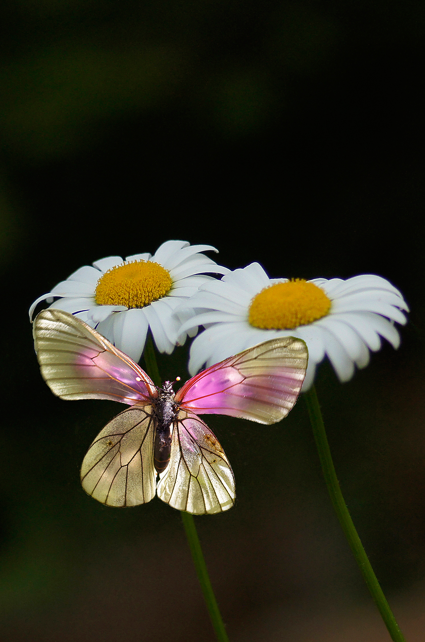 Butterfly and daisies