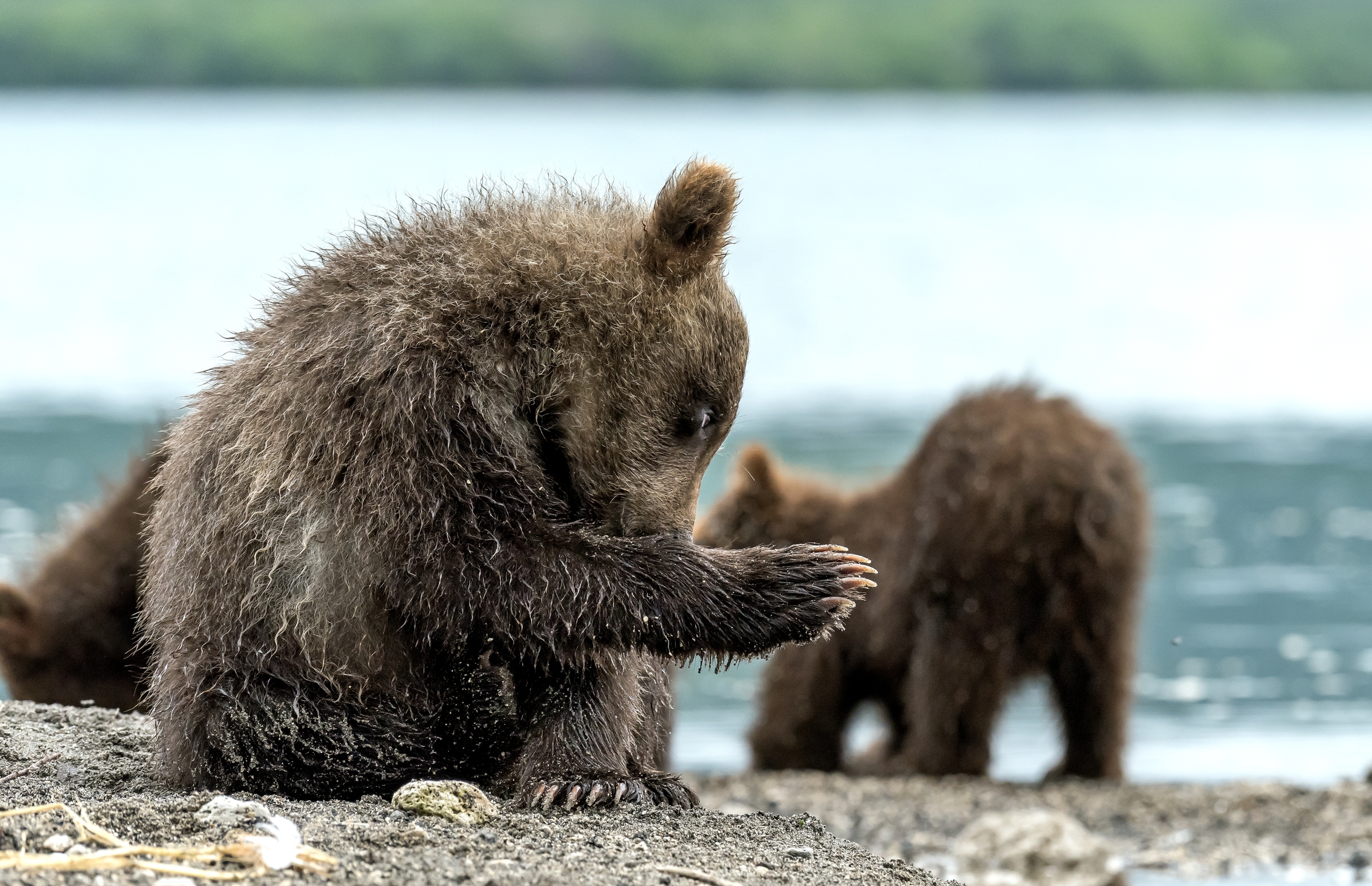 Kamchatka 2016 - Sempre dritti...