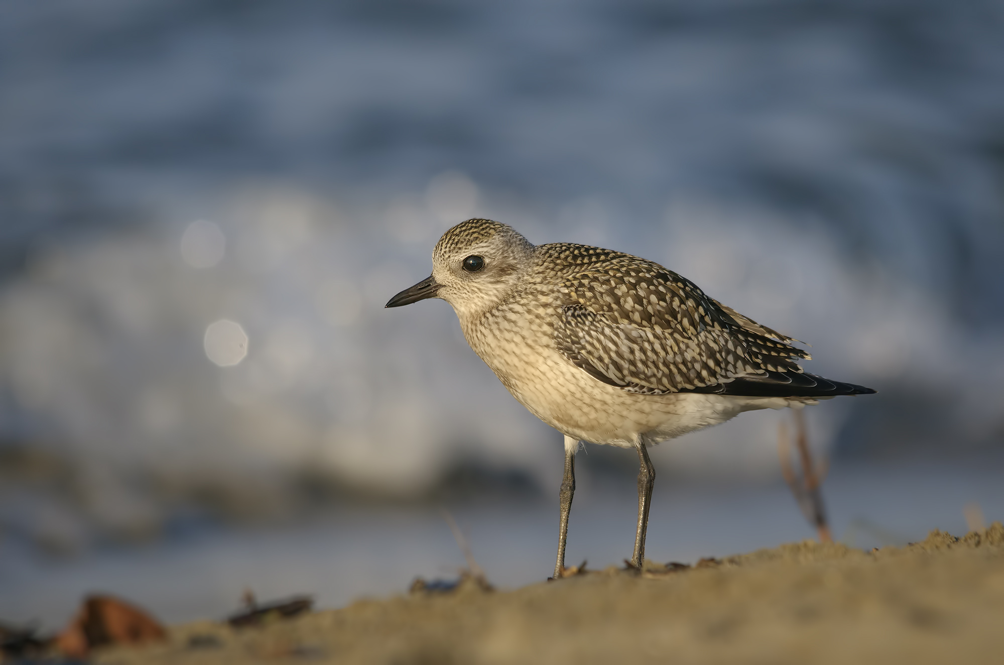 Grey Plover