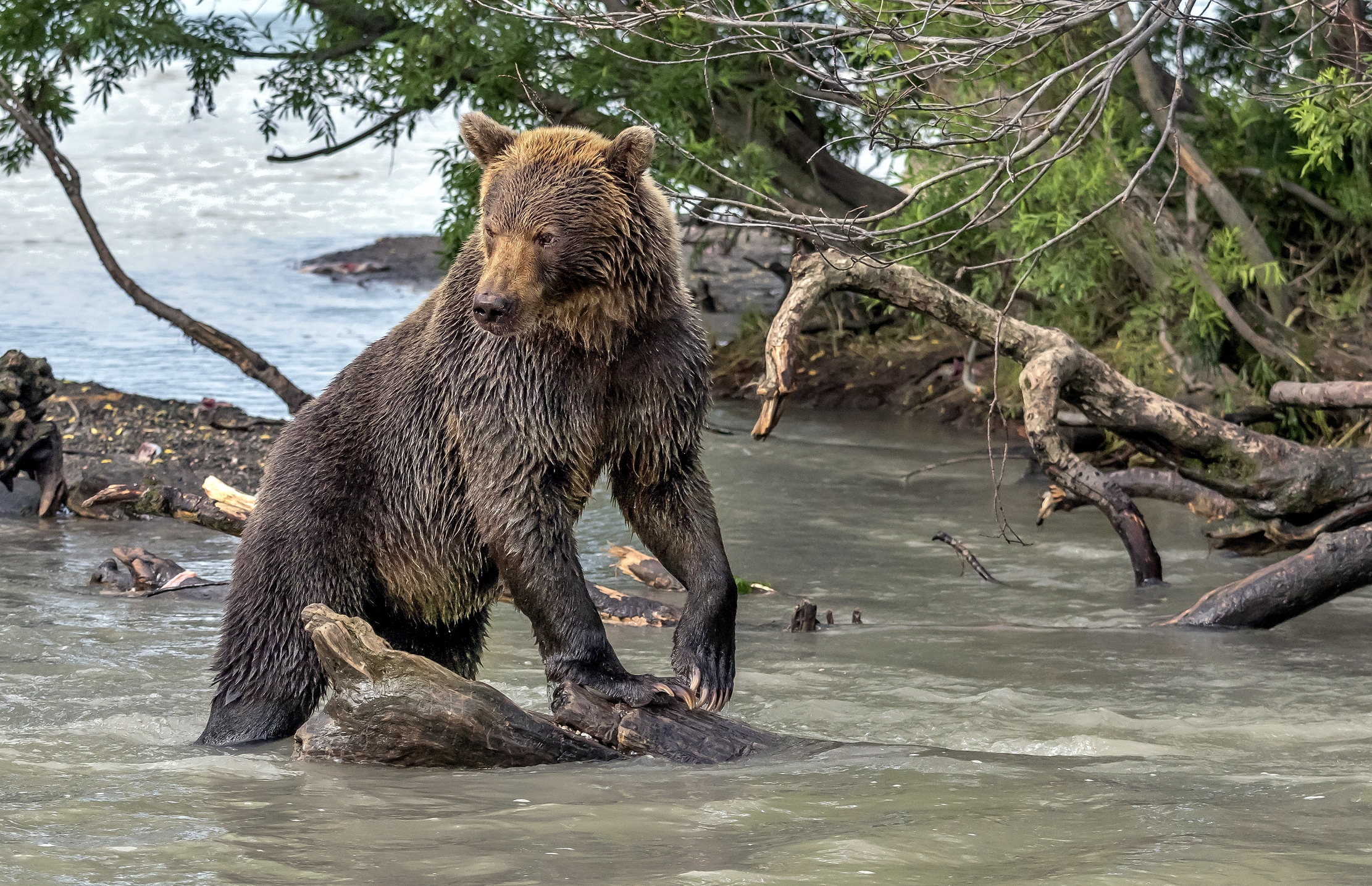 Kamchatka 2016 - Attesa e ricerca