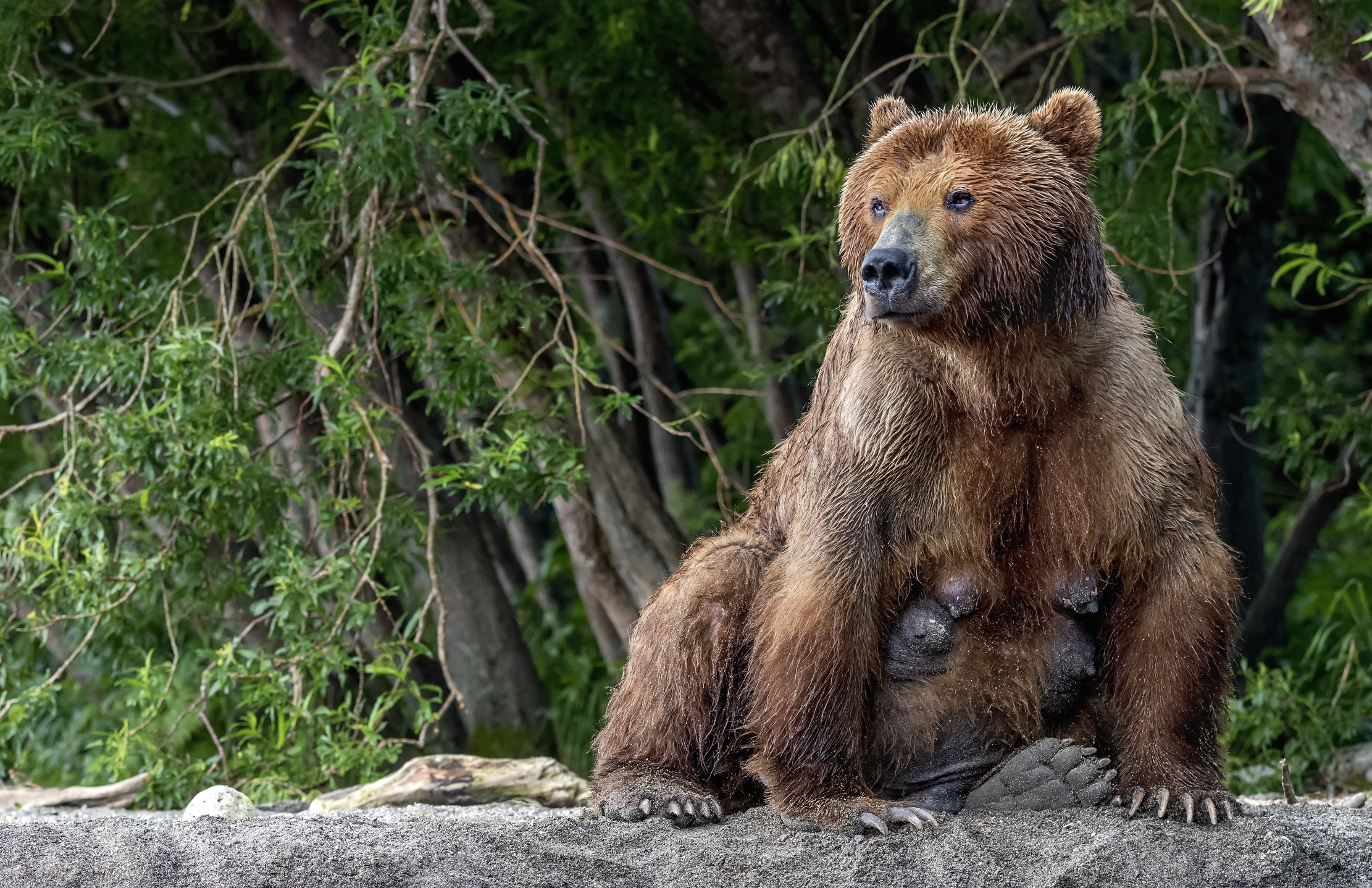Kamchatka 2016 - Mother