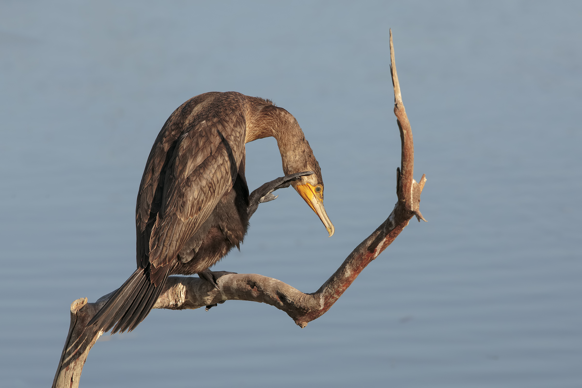 Cormorant