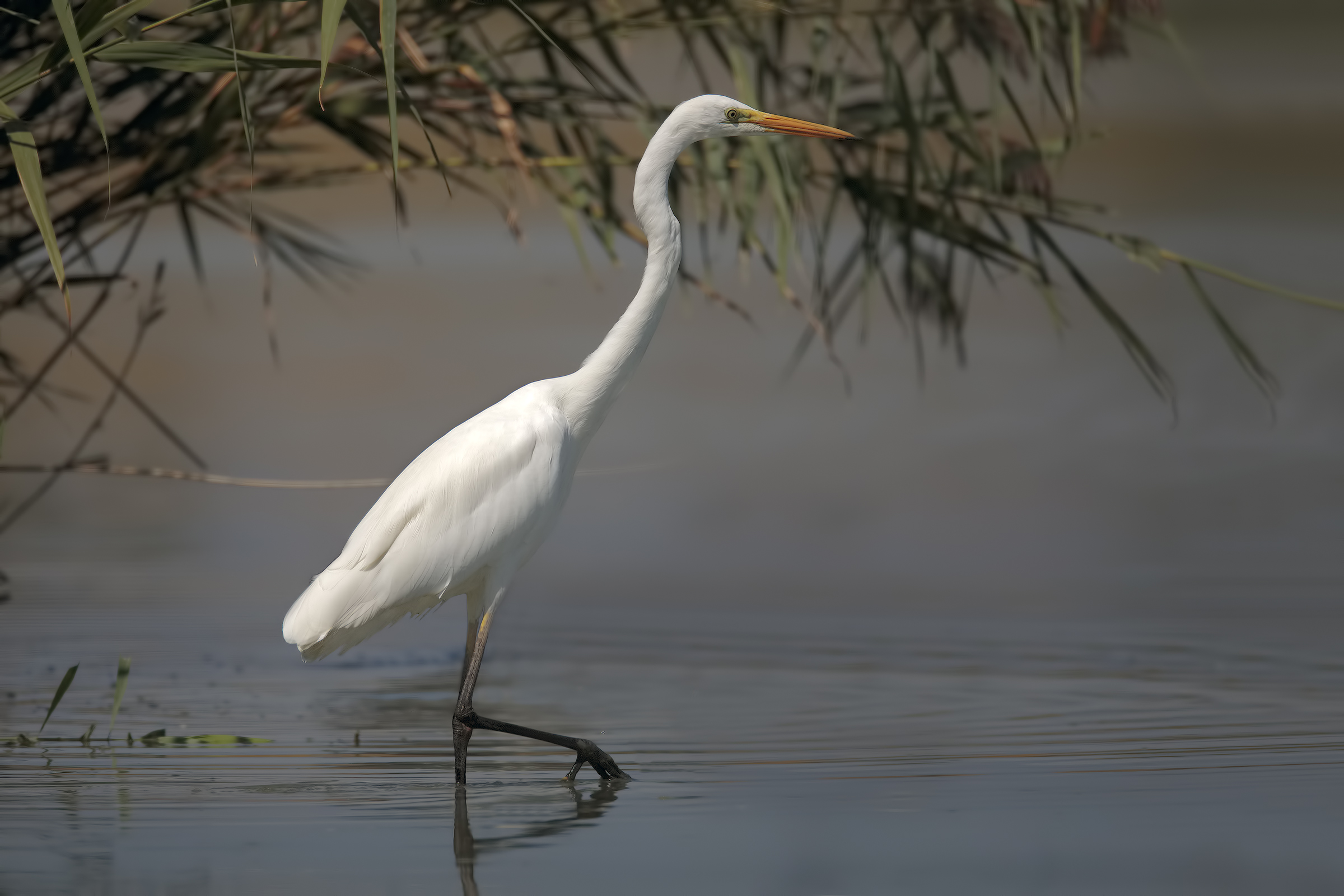 White Heron Maggiore