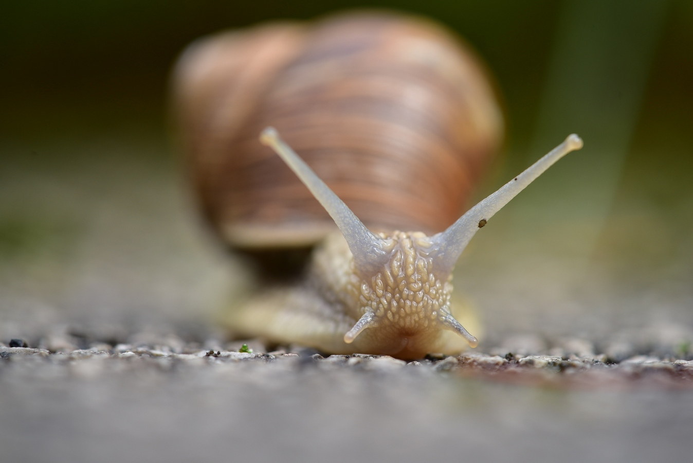 The snail and the mite