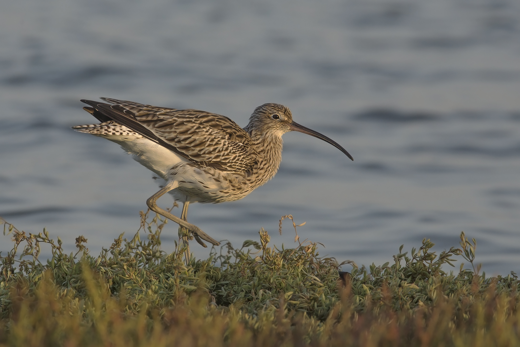 chiurlo (Numenius arcuata) al tramonto