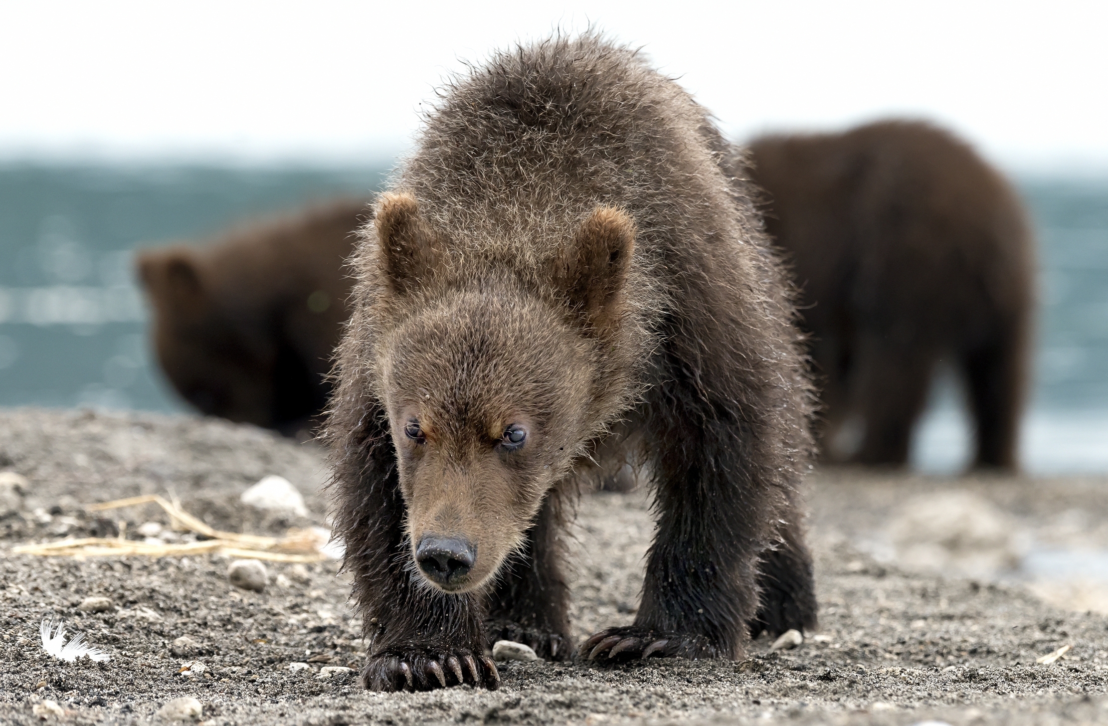 Kamchatka 2016 - Troppo vicino!!