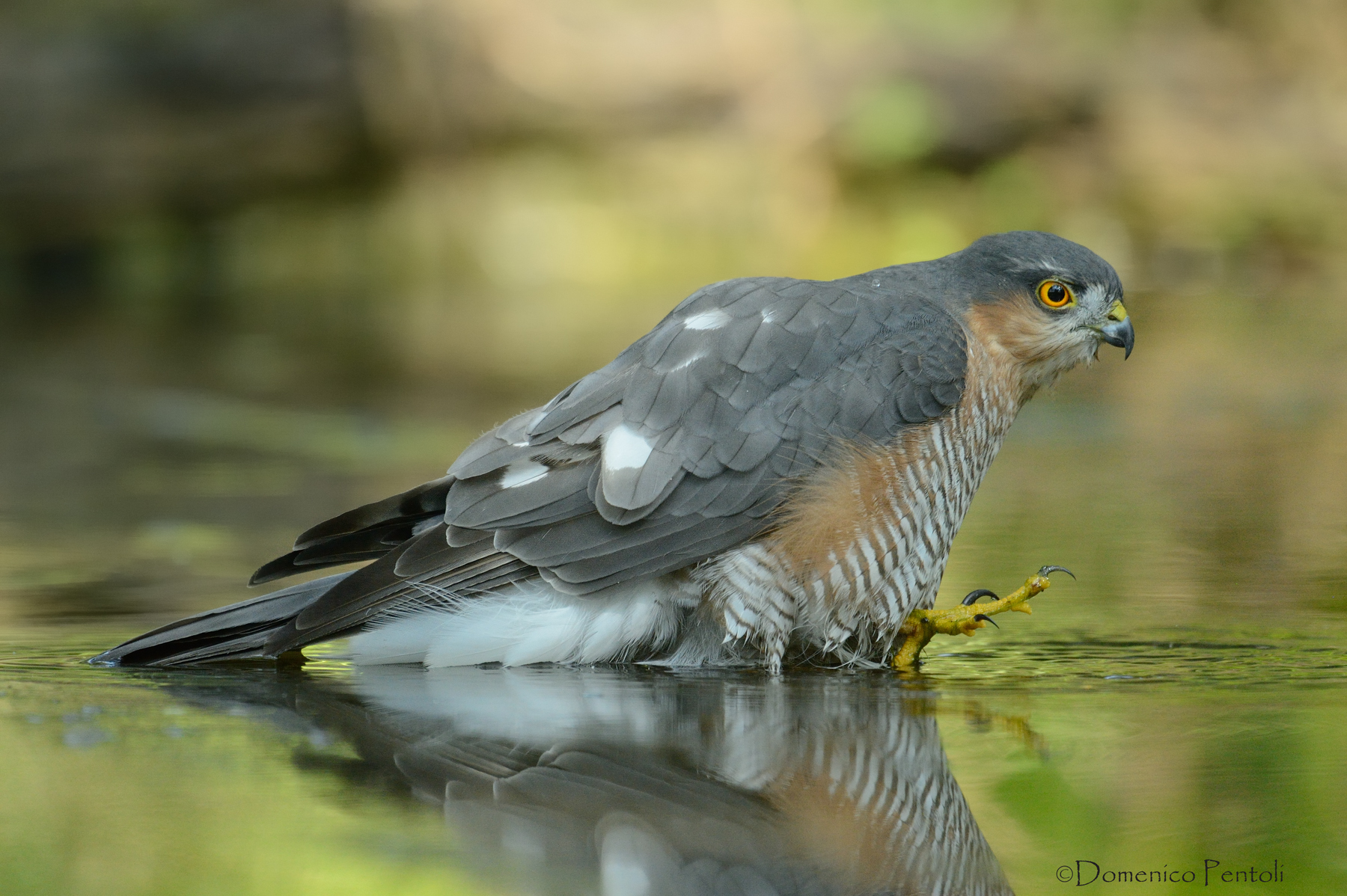 Sparviere all'abbeverata