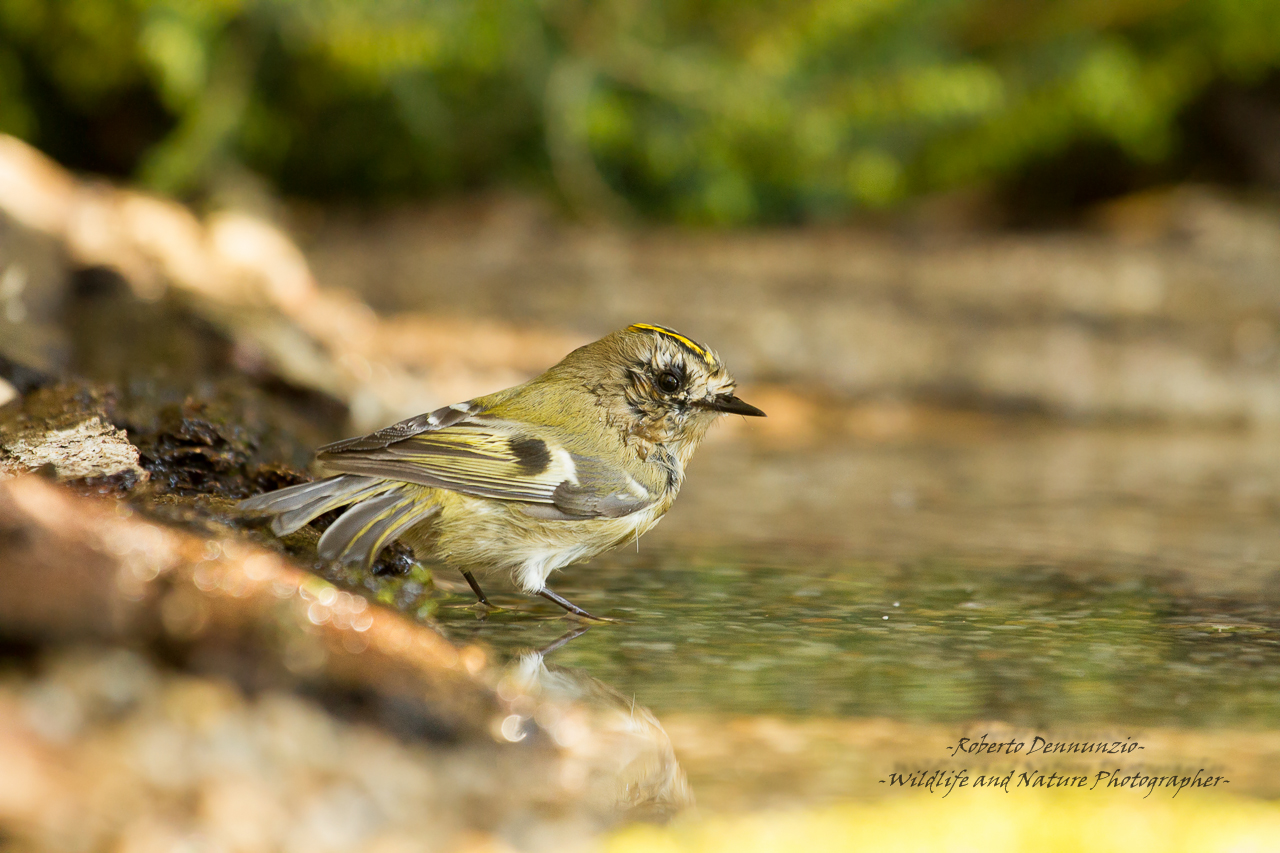 disheveled little guy