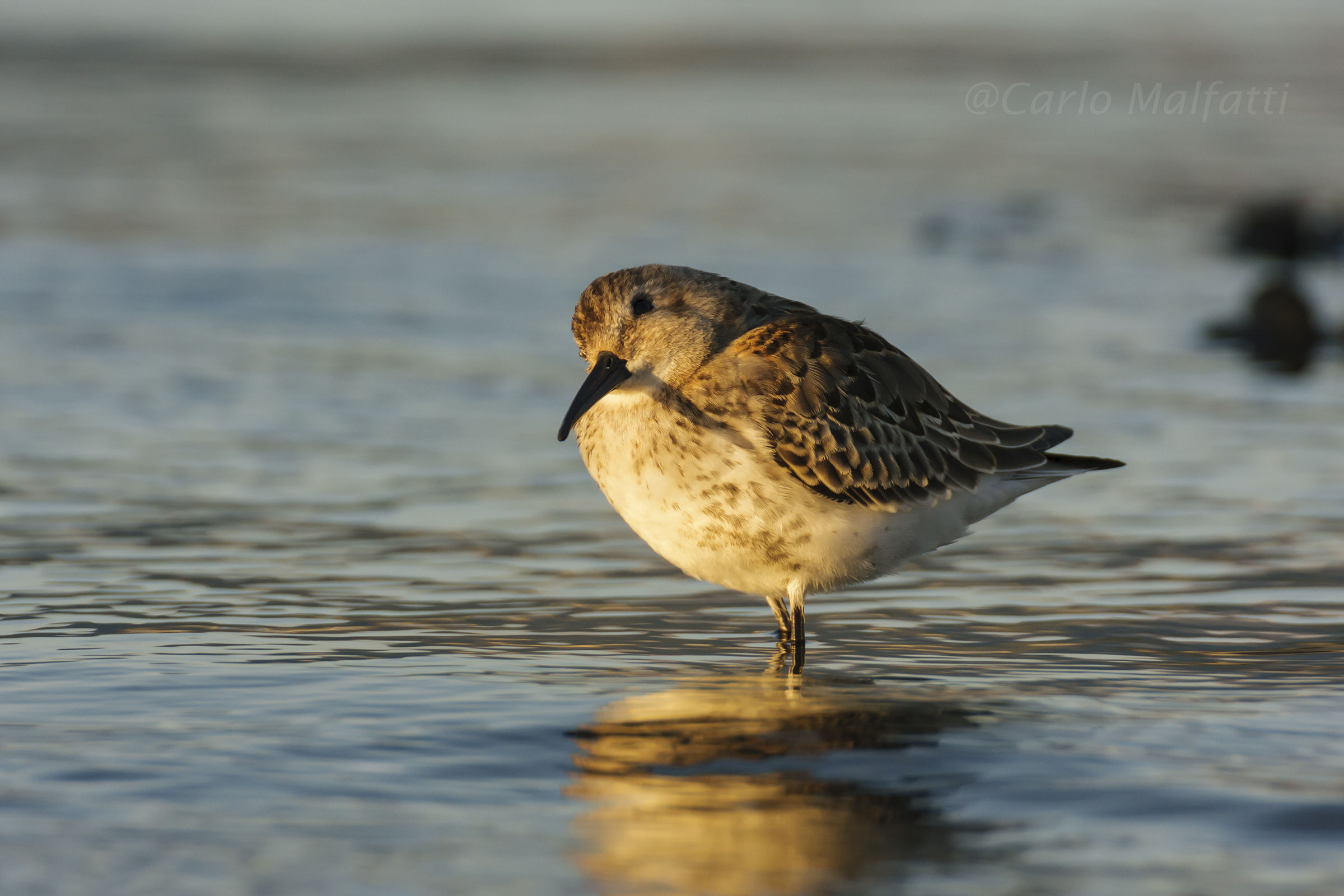 sandpiper