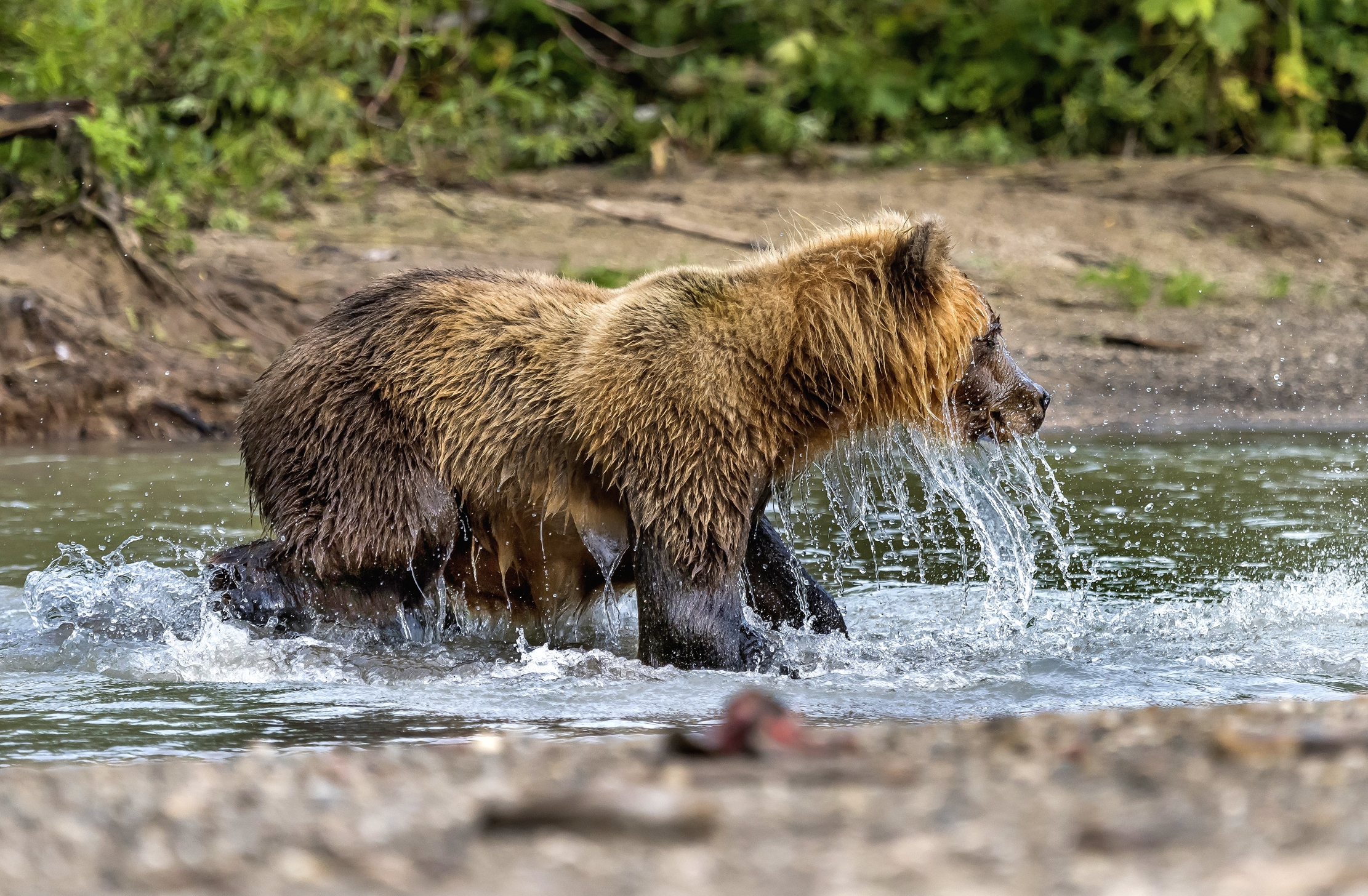 Kamchatka 2016 - A caccia