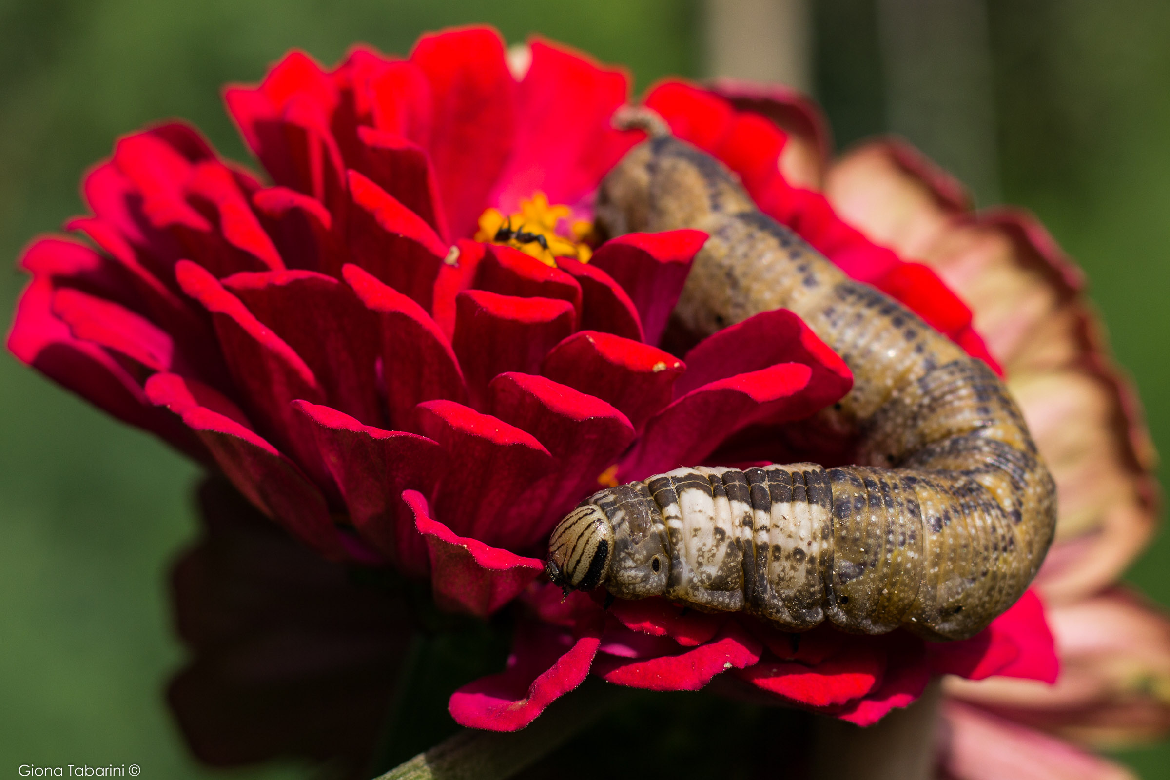 Sphinx of bindweed