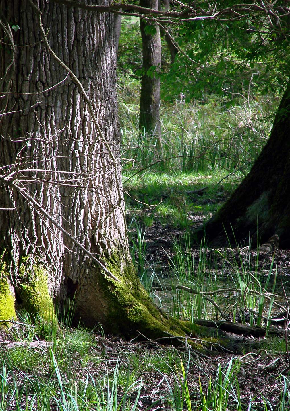 In the thick of boco