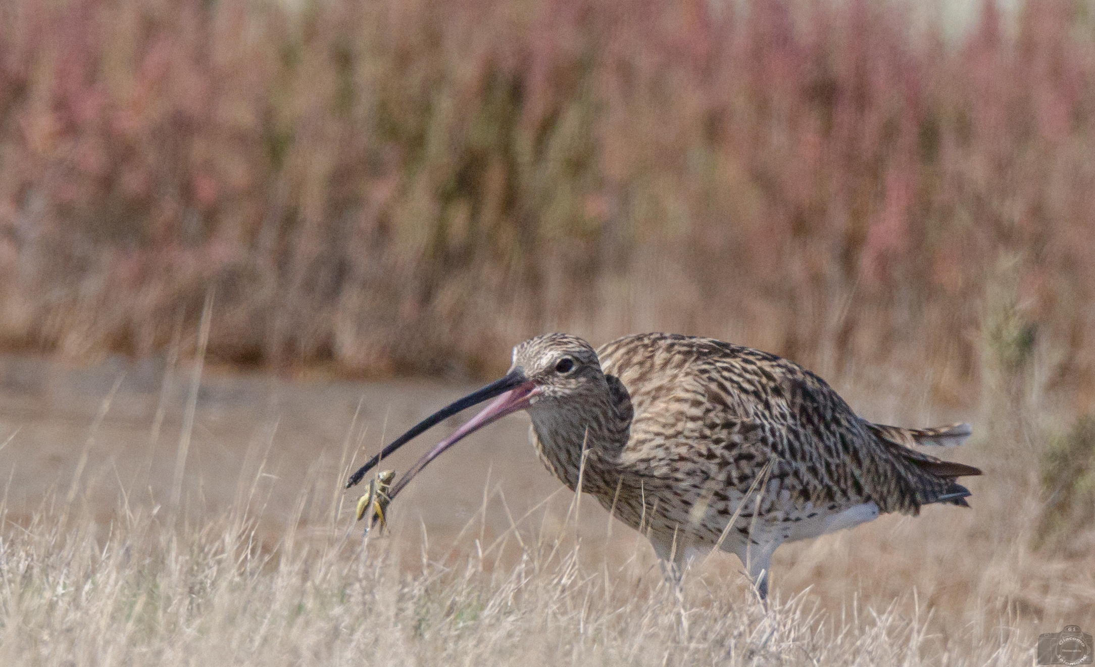 Curlew with cricket ..