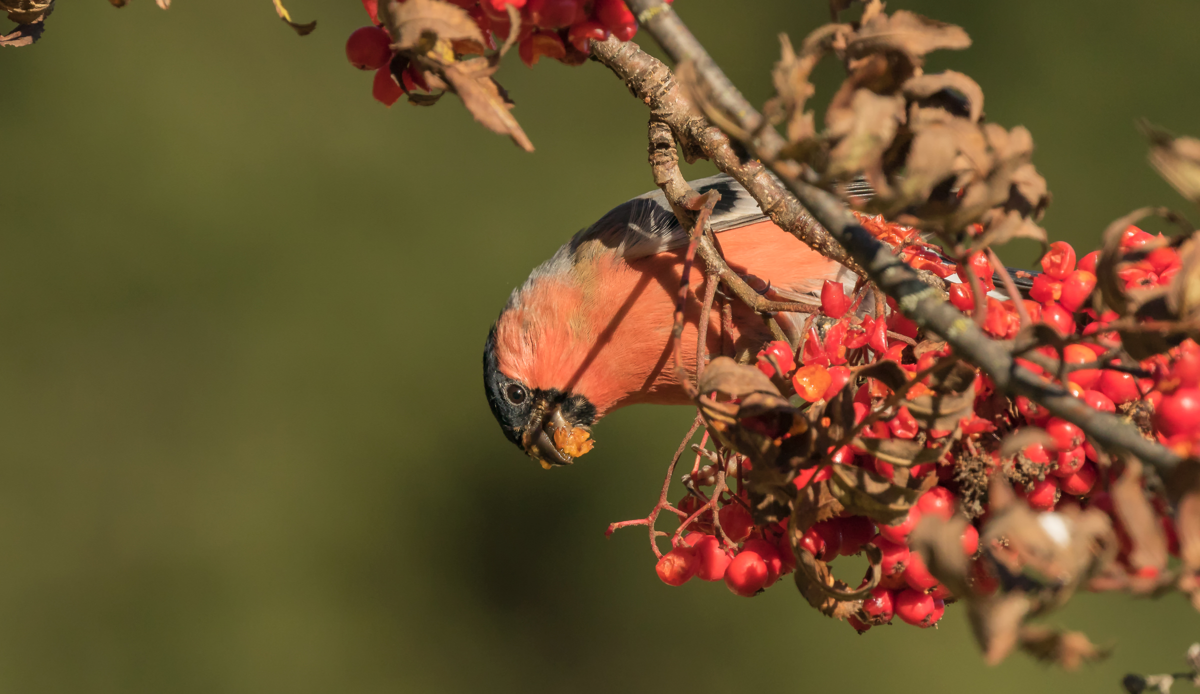 Ciuffolotto e il sorbo