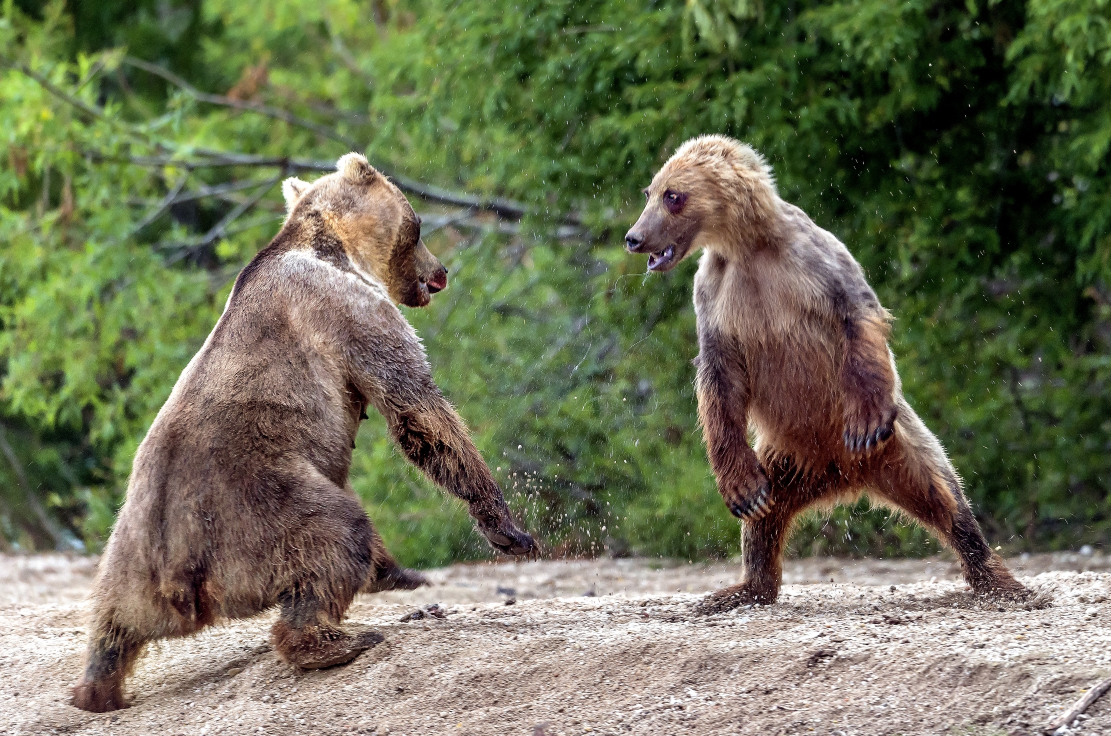 Kamchatka 2016 - Confronti