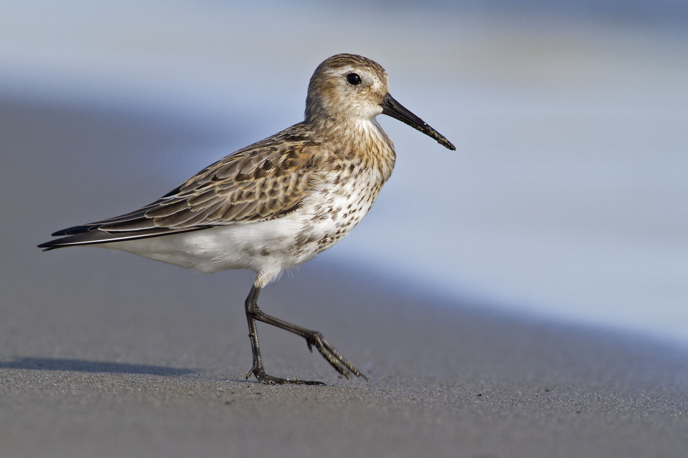 dunlin