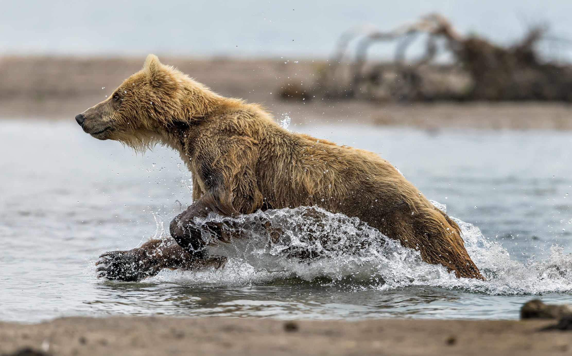 Kamchatka 2016 - Slancio