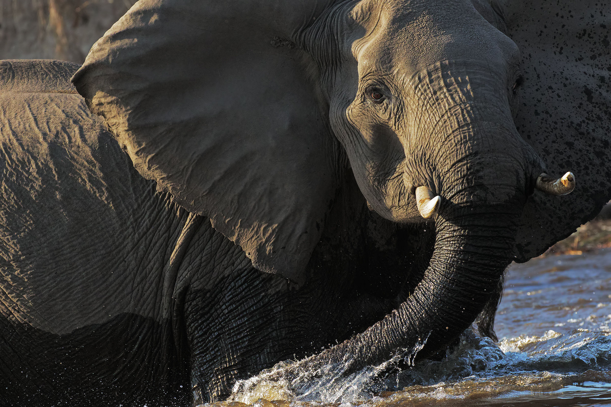 Elefante in primo piano