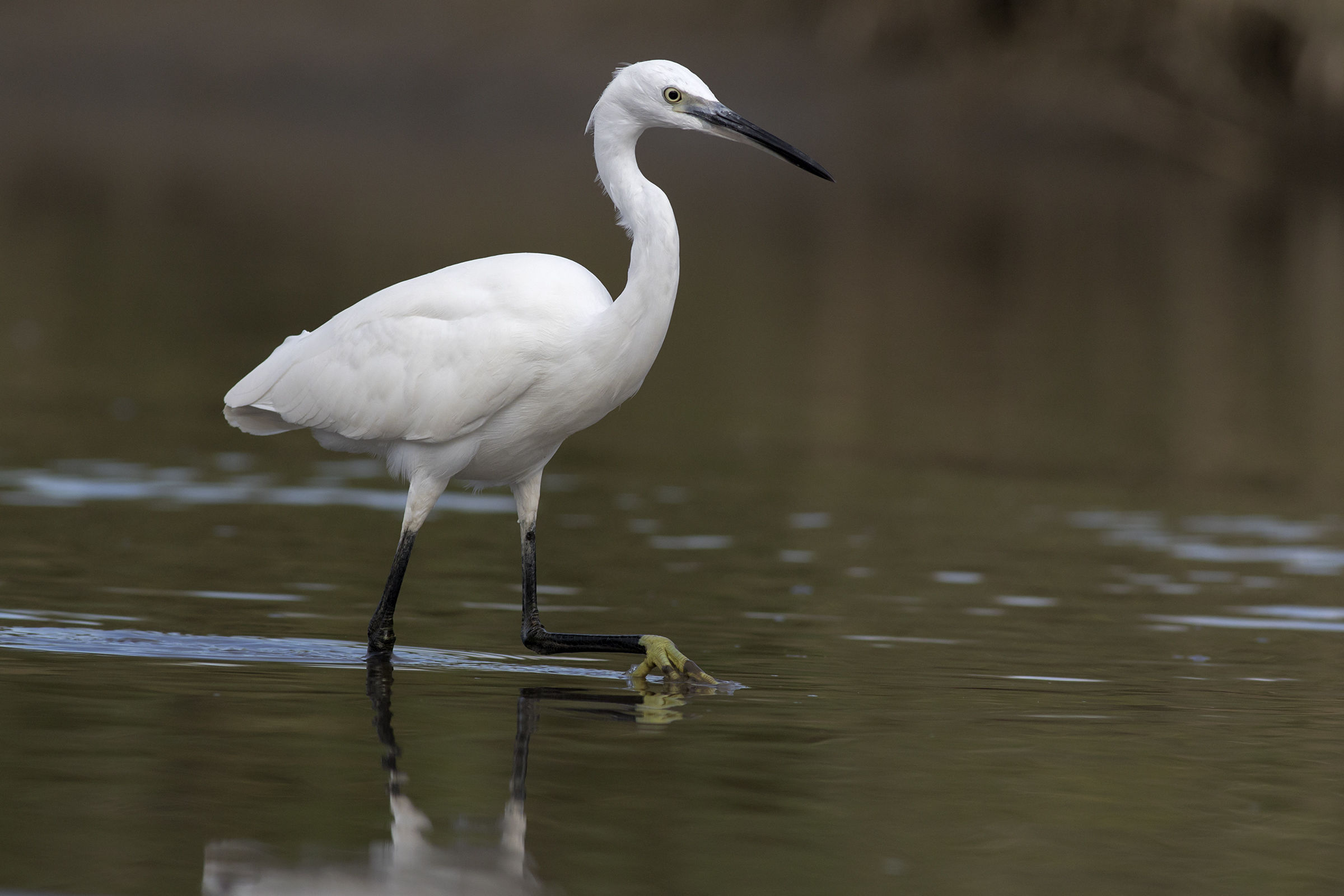 egret